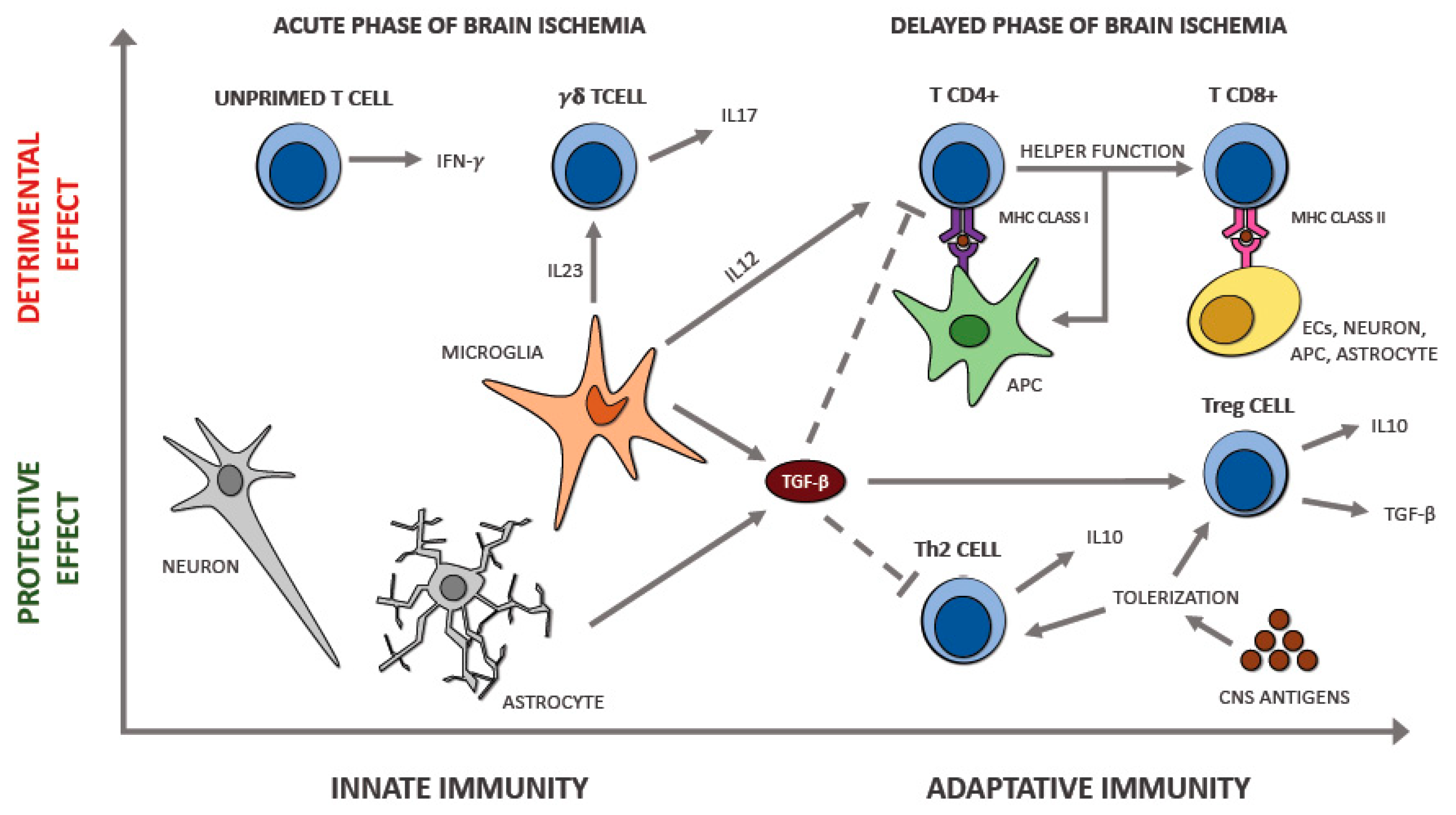 Ijms 21 06454 g003 Ijms 21 06454 g003