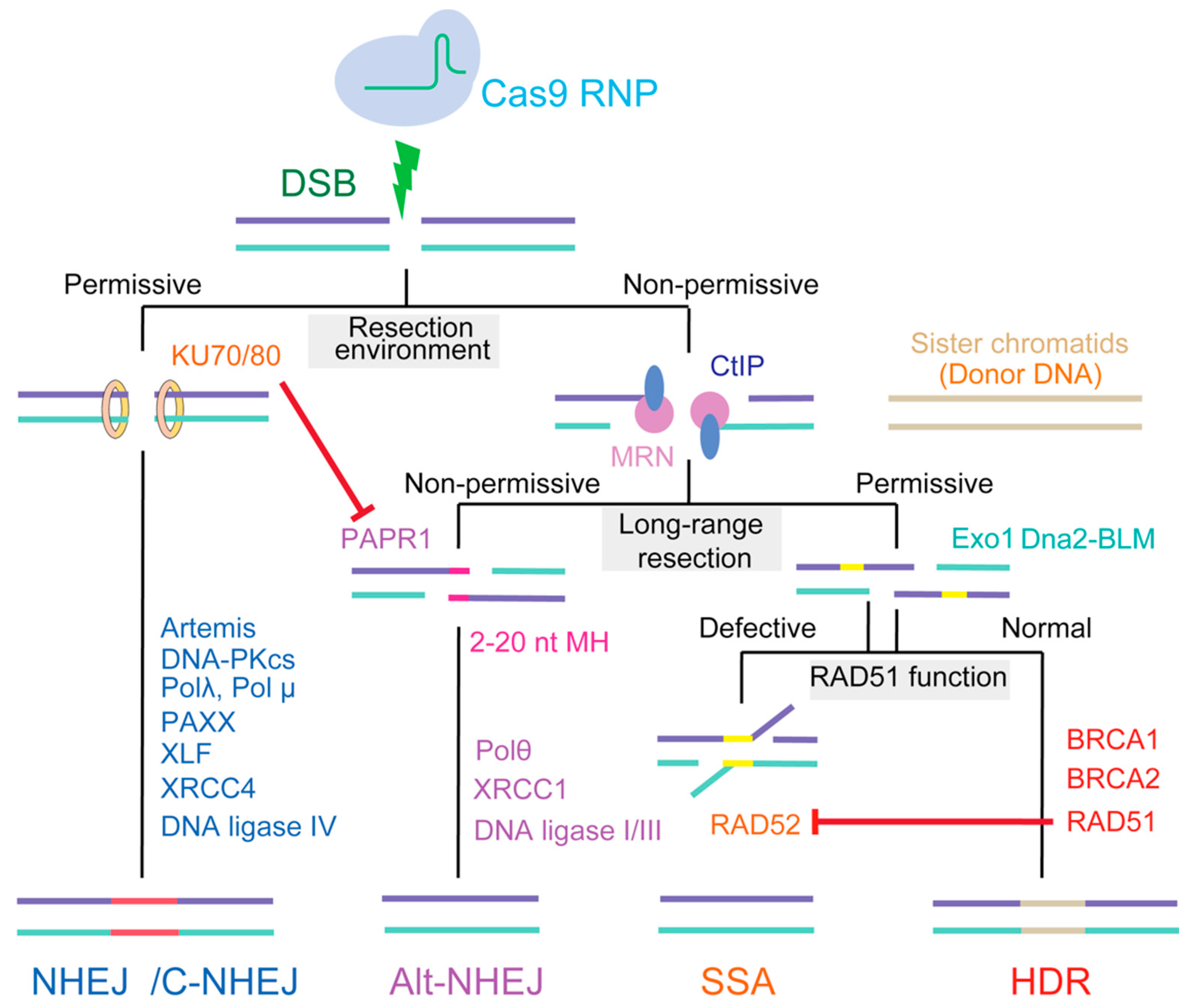 Ijms 21 06461 g001 Ijms 21 06461 g001