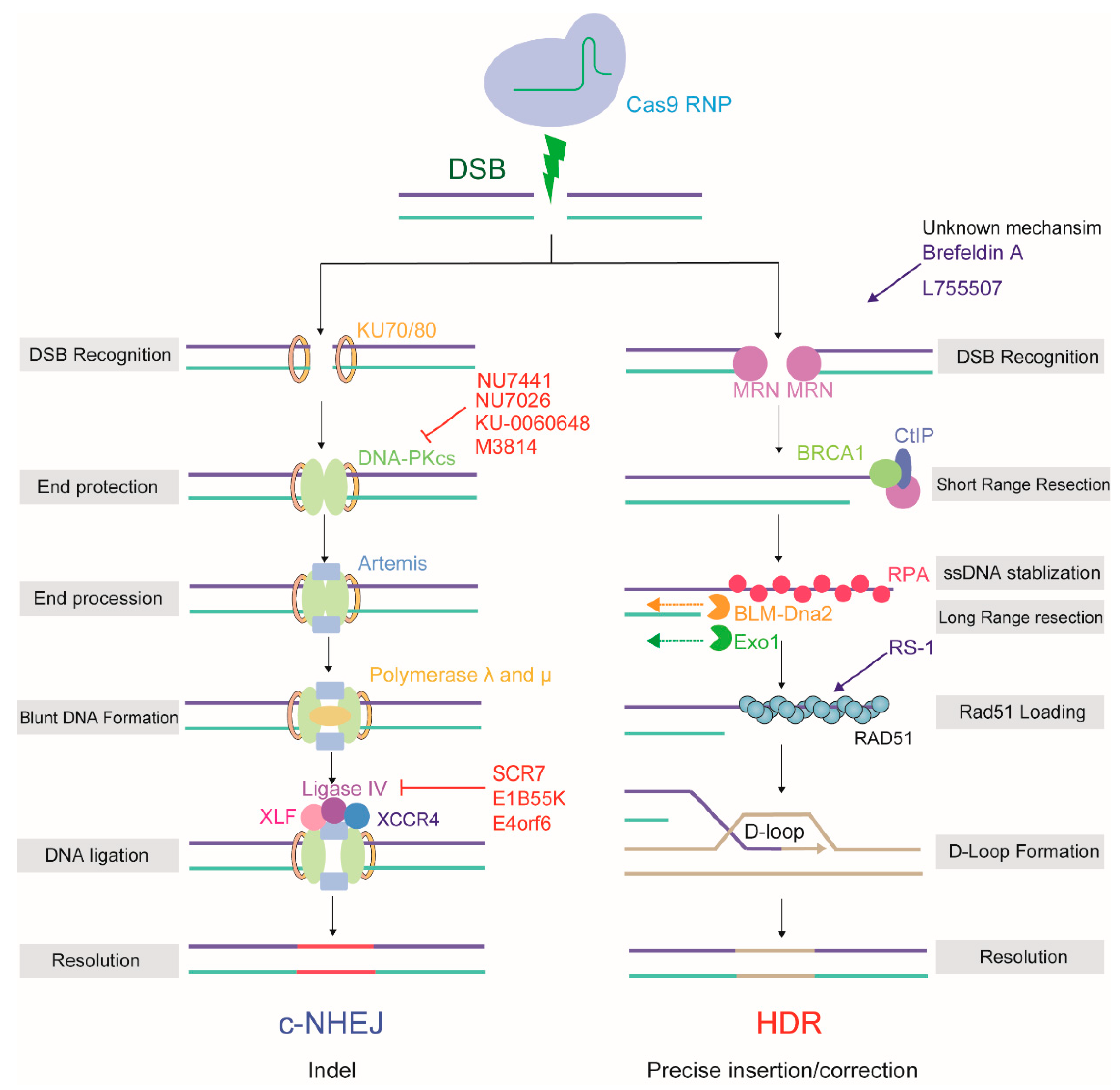Ijms 21 06461 g002 Ijms 21 06461 g002