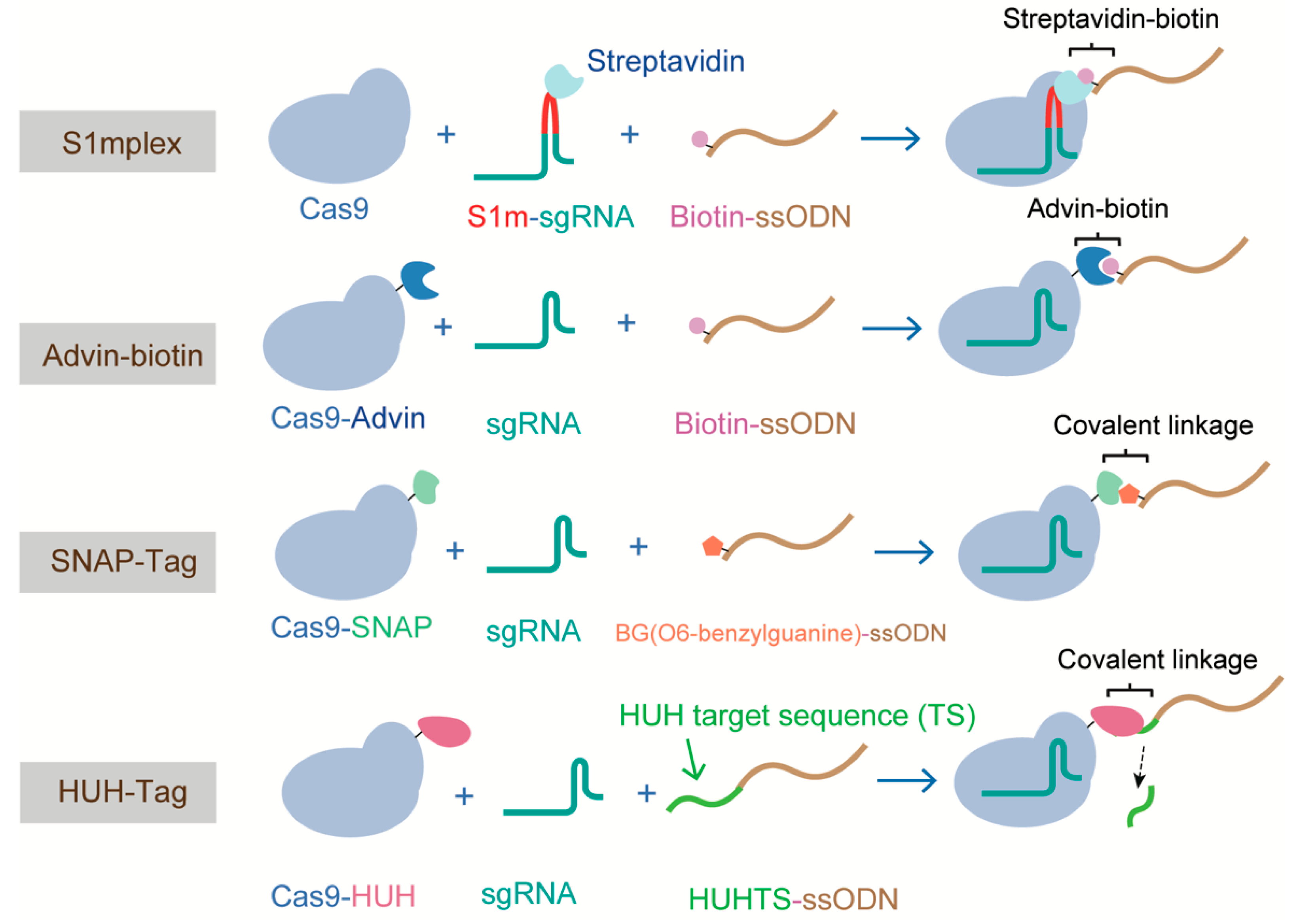 Ijms 21 06461 g007 Ijms 21 06461 g007