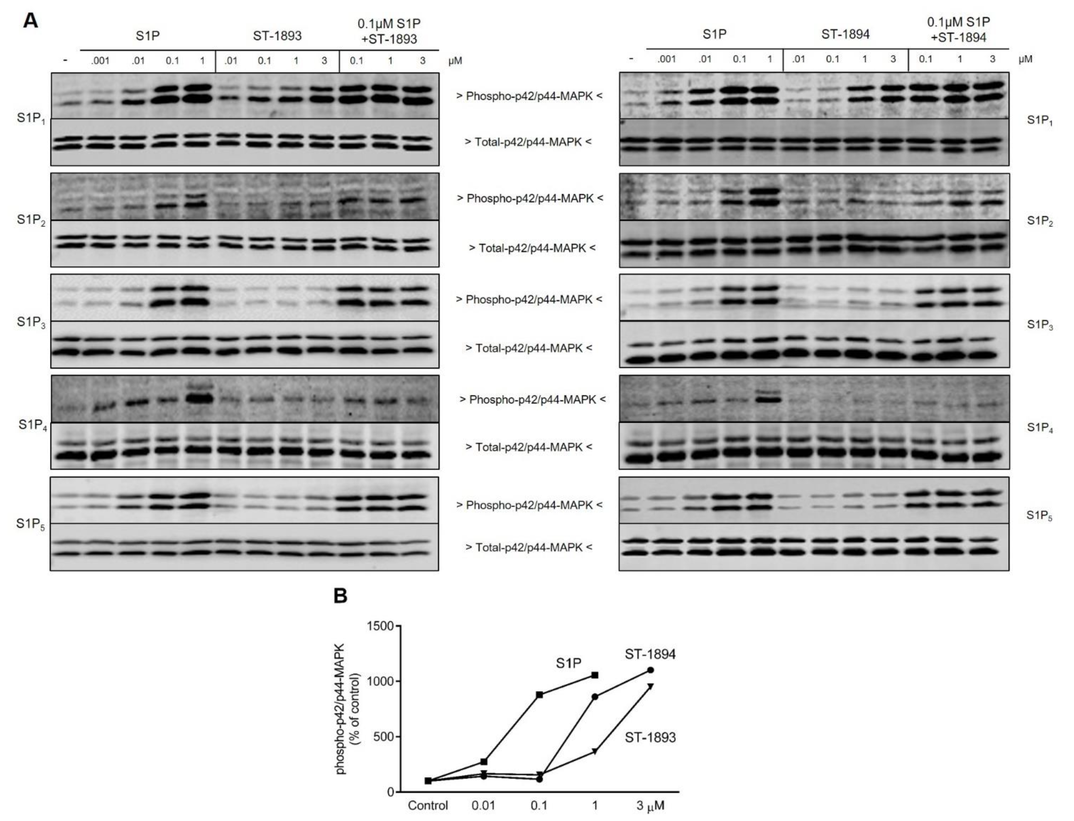 Ijms 21 06463 g002 Ijms 21 06463 g002