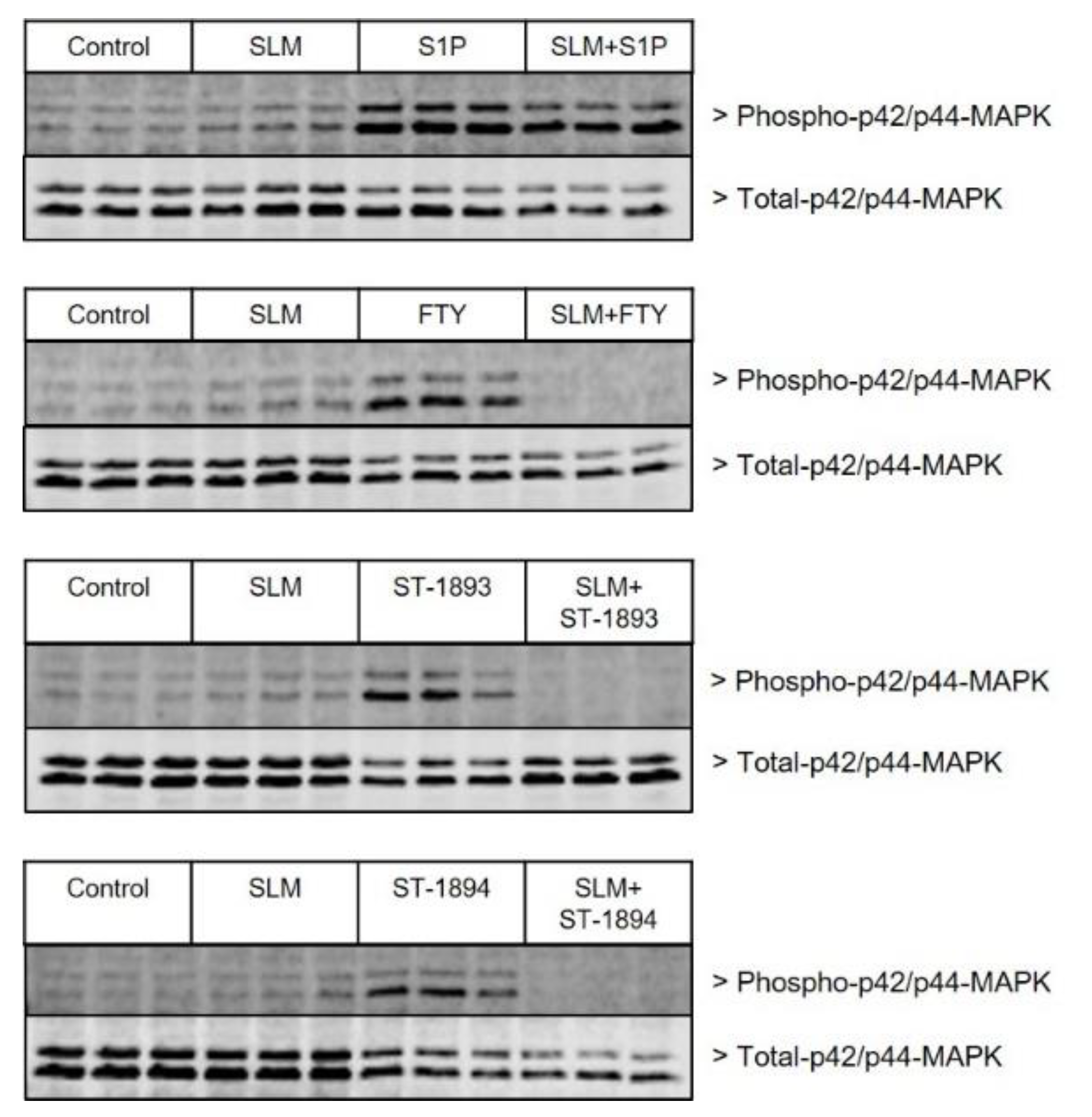 Ijms 21 06463 g008 Ijms 21 06463 g008