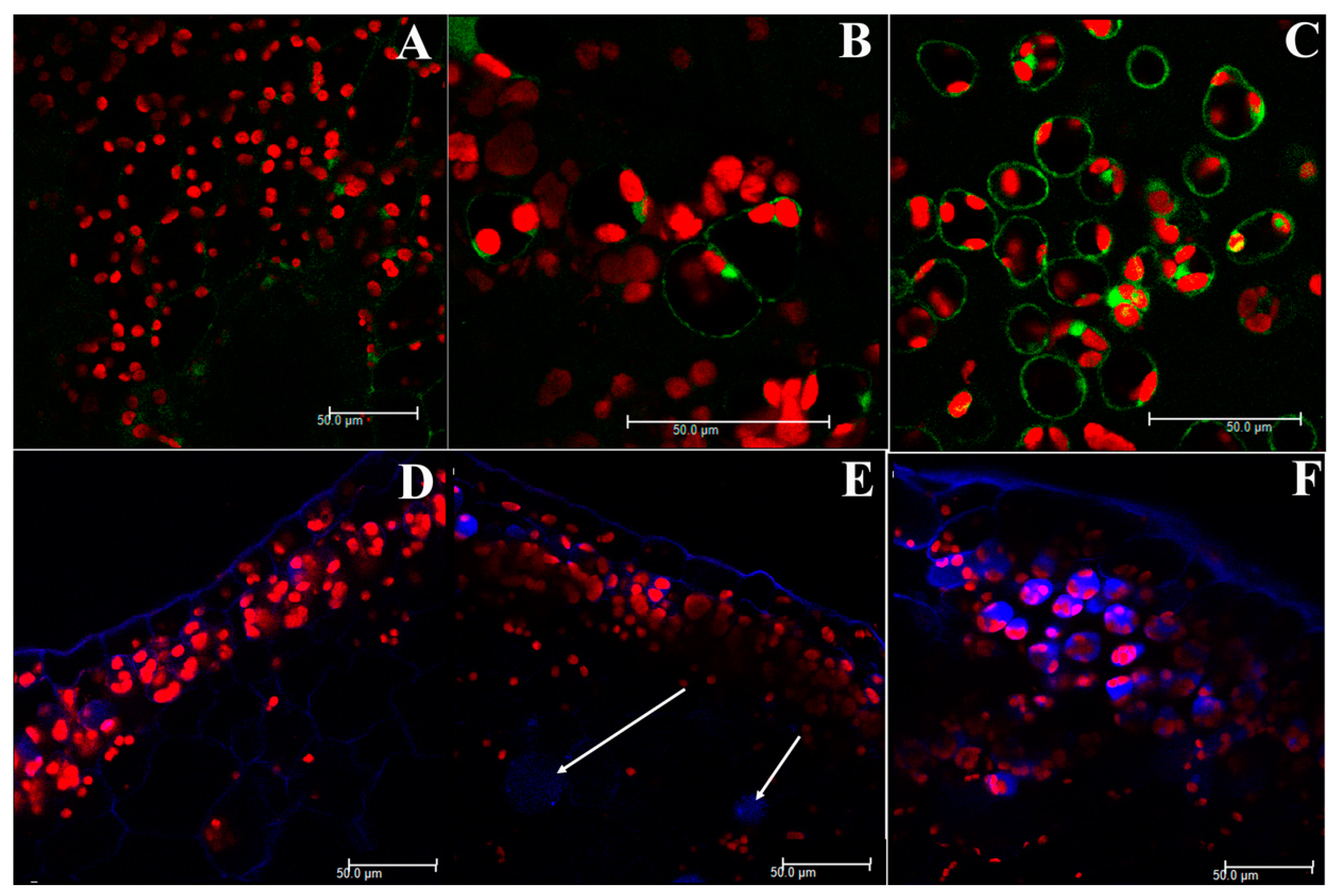 Ijms 21 06485 g001 Ijms 21 06485 g001