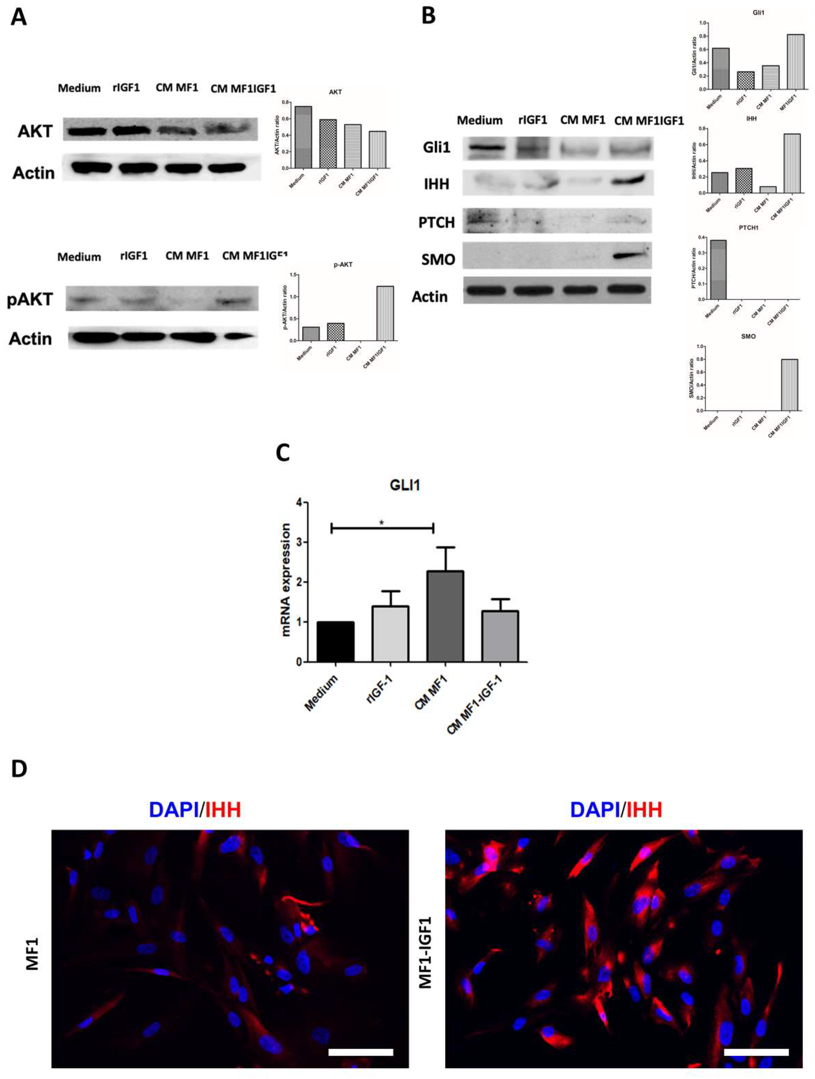 Ijms 21 06487 g002 Ijms 21 06487 g002