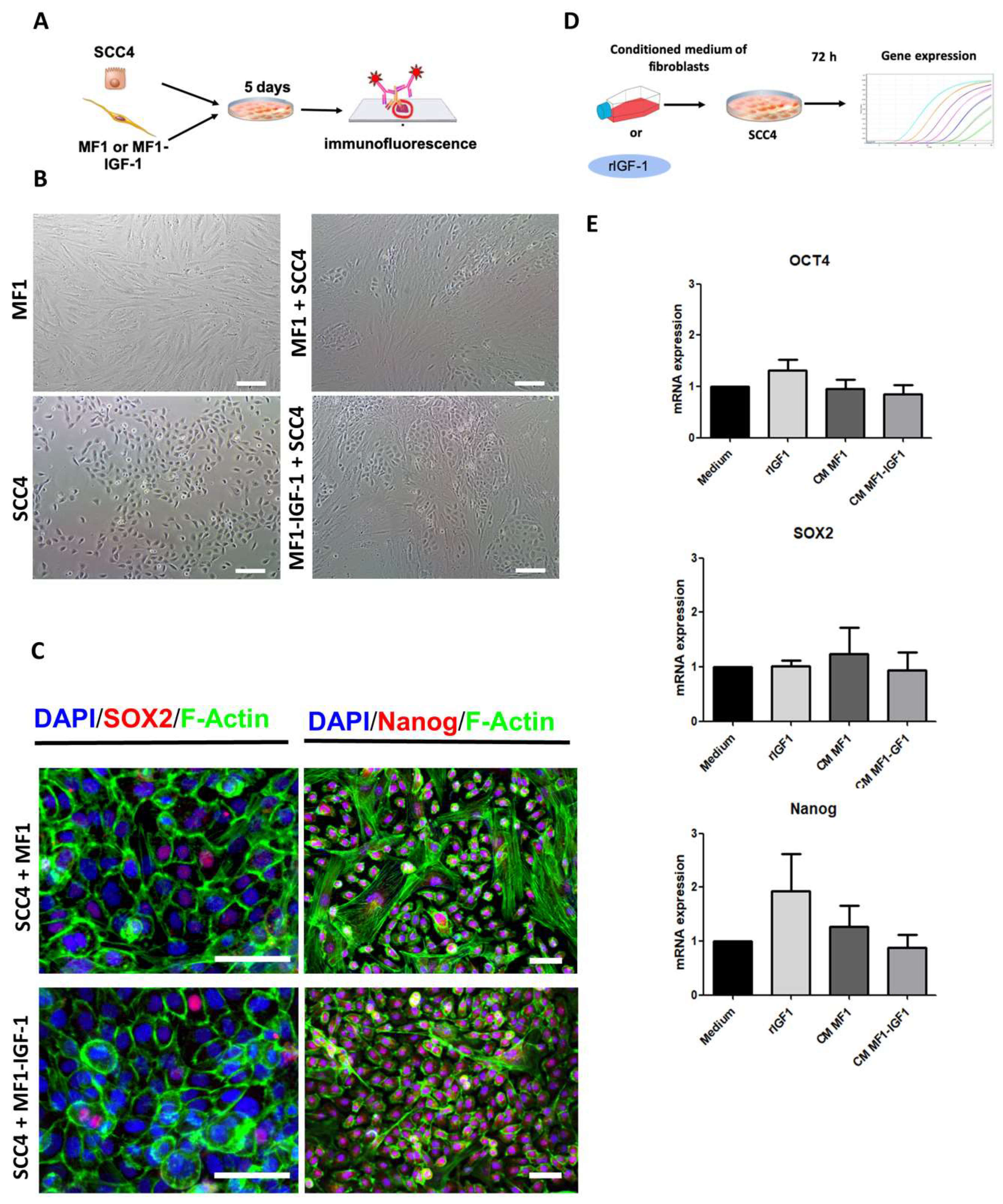 Ijms 21 06487 g004 Ijms 21 06487 g004