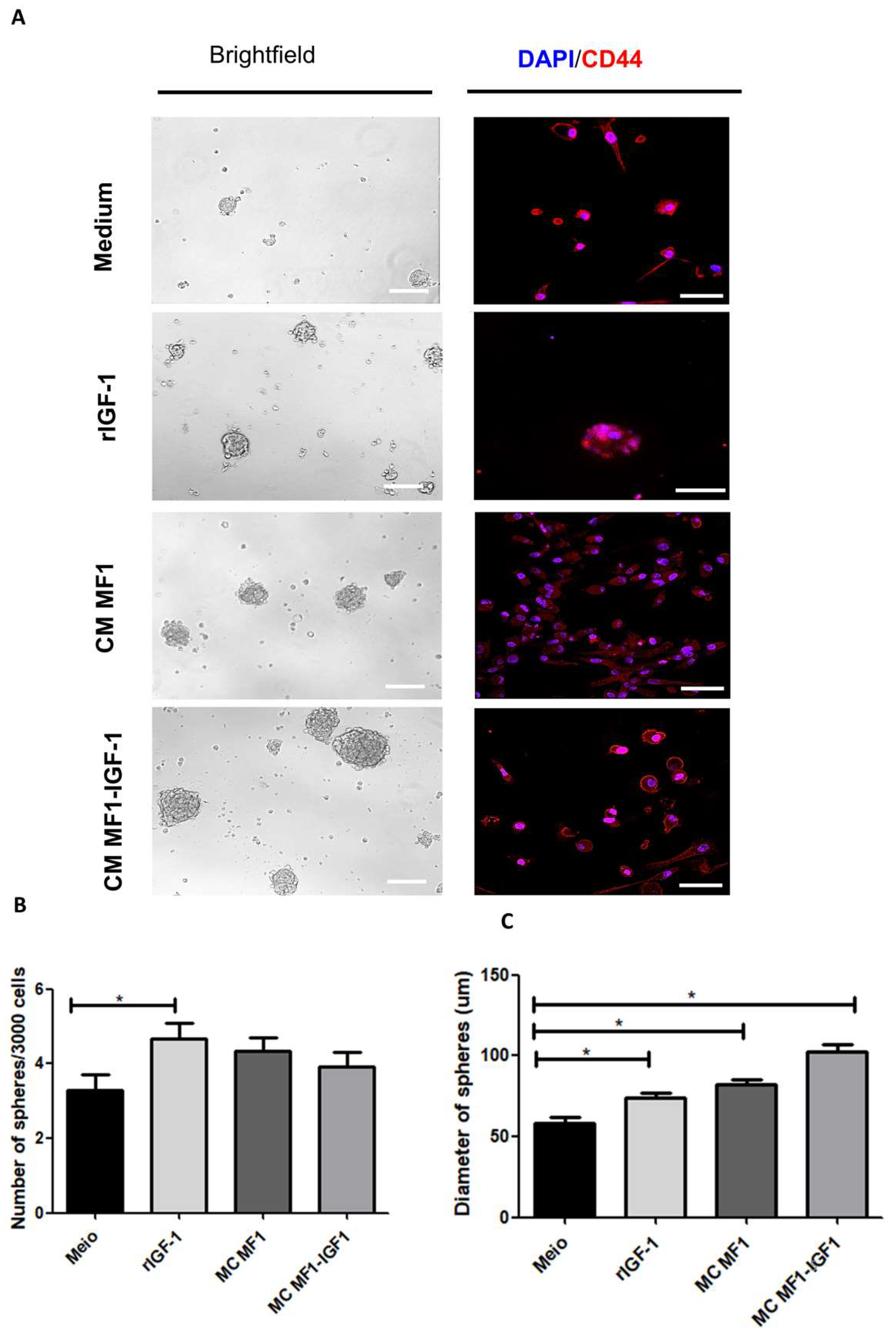 Ijms 21 06487 g005 Ijms 21 06487 g005