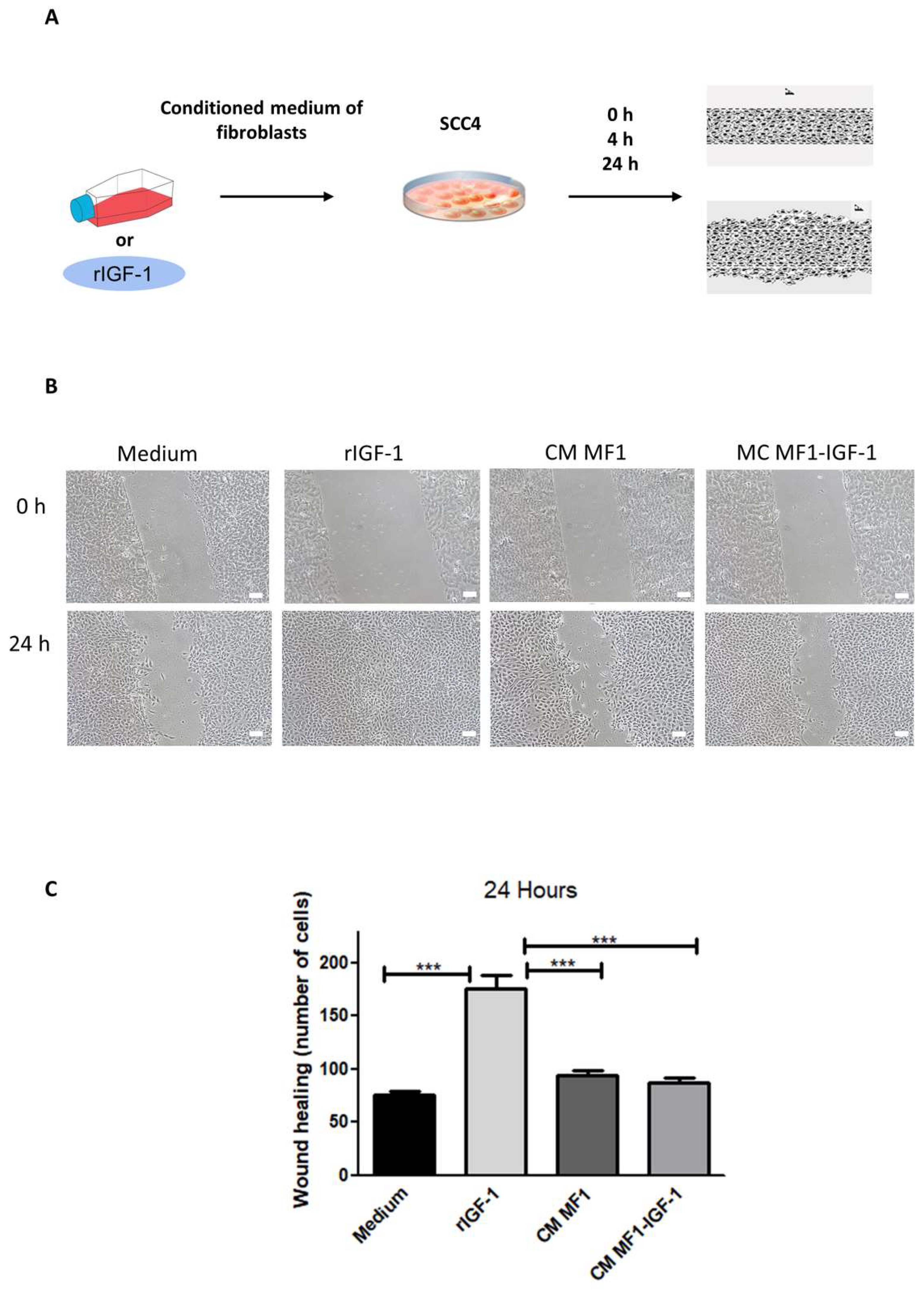 Ijms 21 06487 g006 Ijms 21 06487 g006