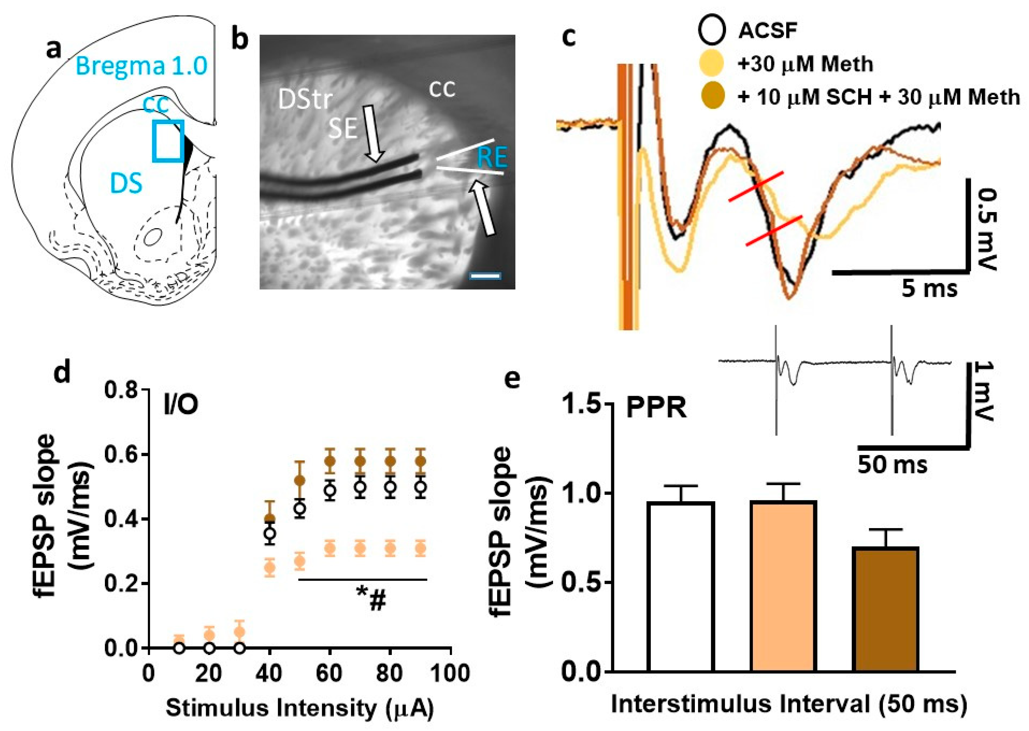 Ijms 21 06491 g005 Ijms 21 06491 g005
