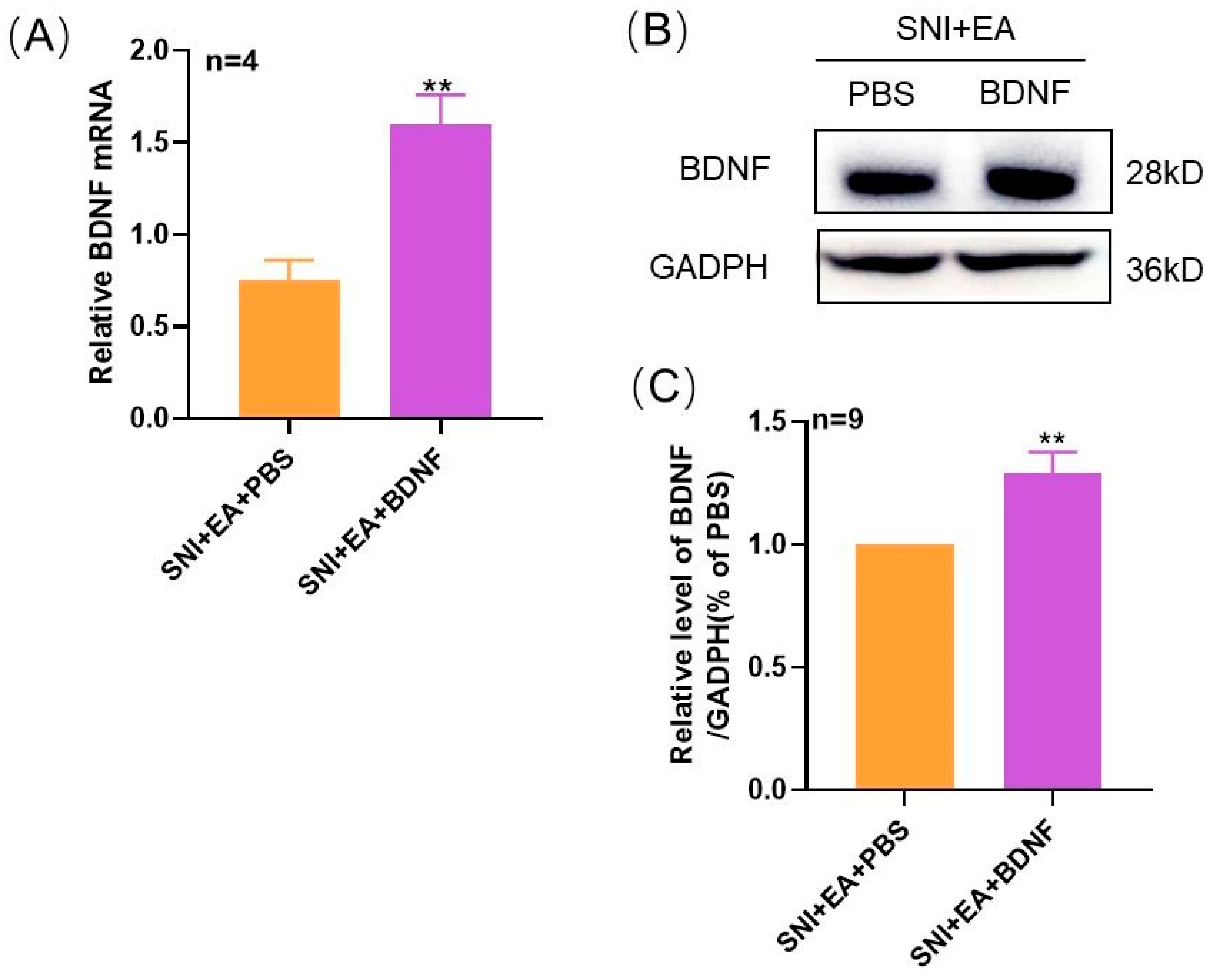 Ijms 21 06524 g003 Ijms 21 06524 g003