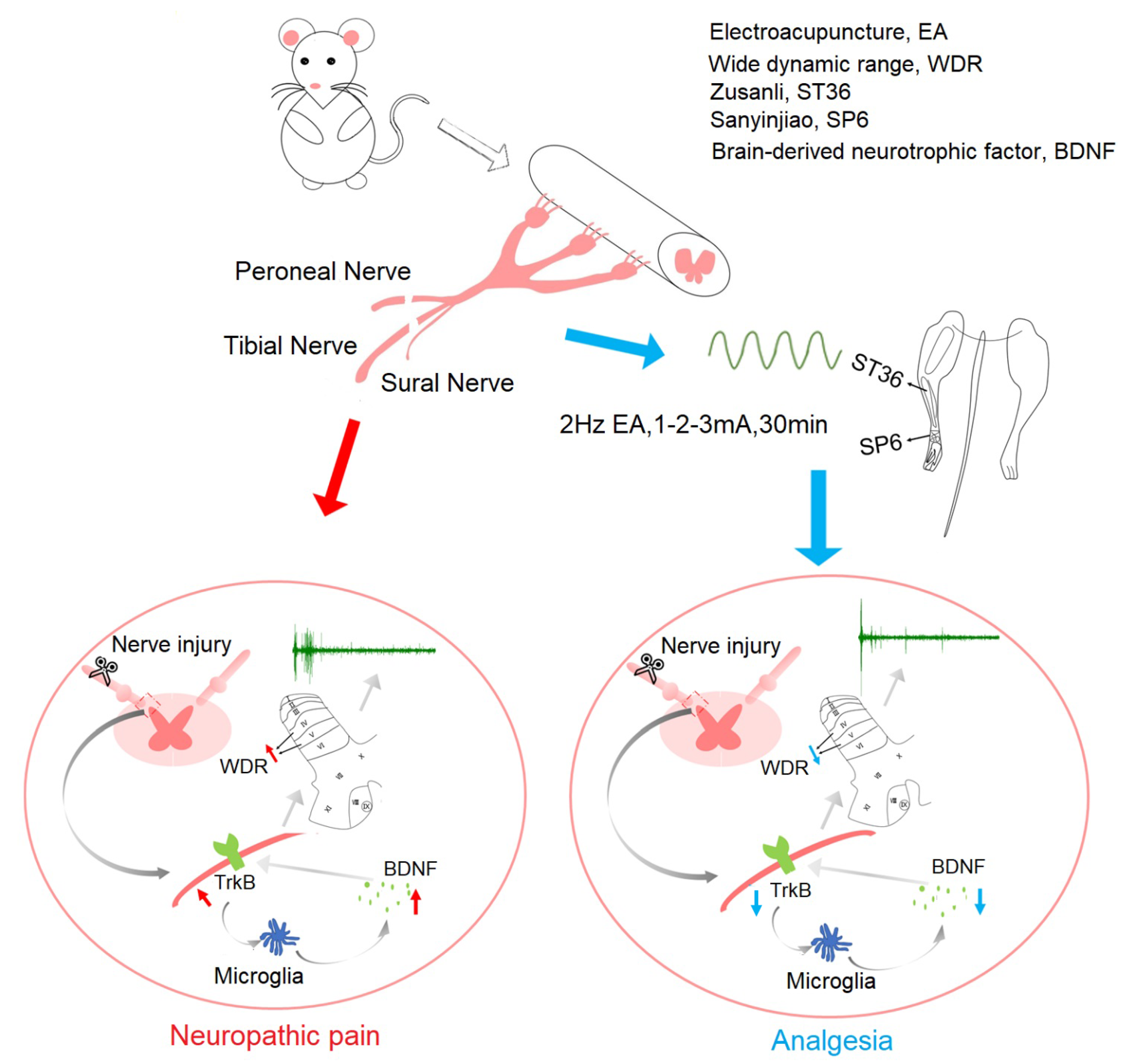 Ijms 21 06524 g009 Ijms 21 06524 g009