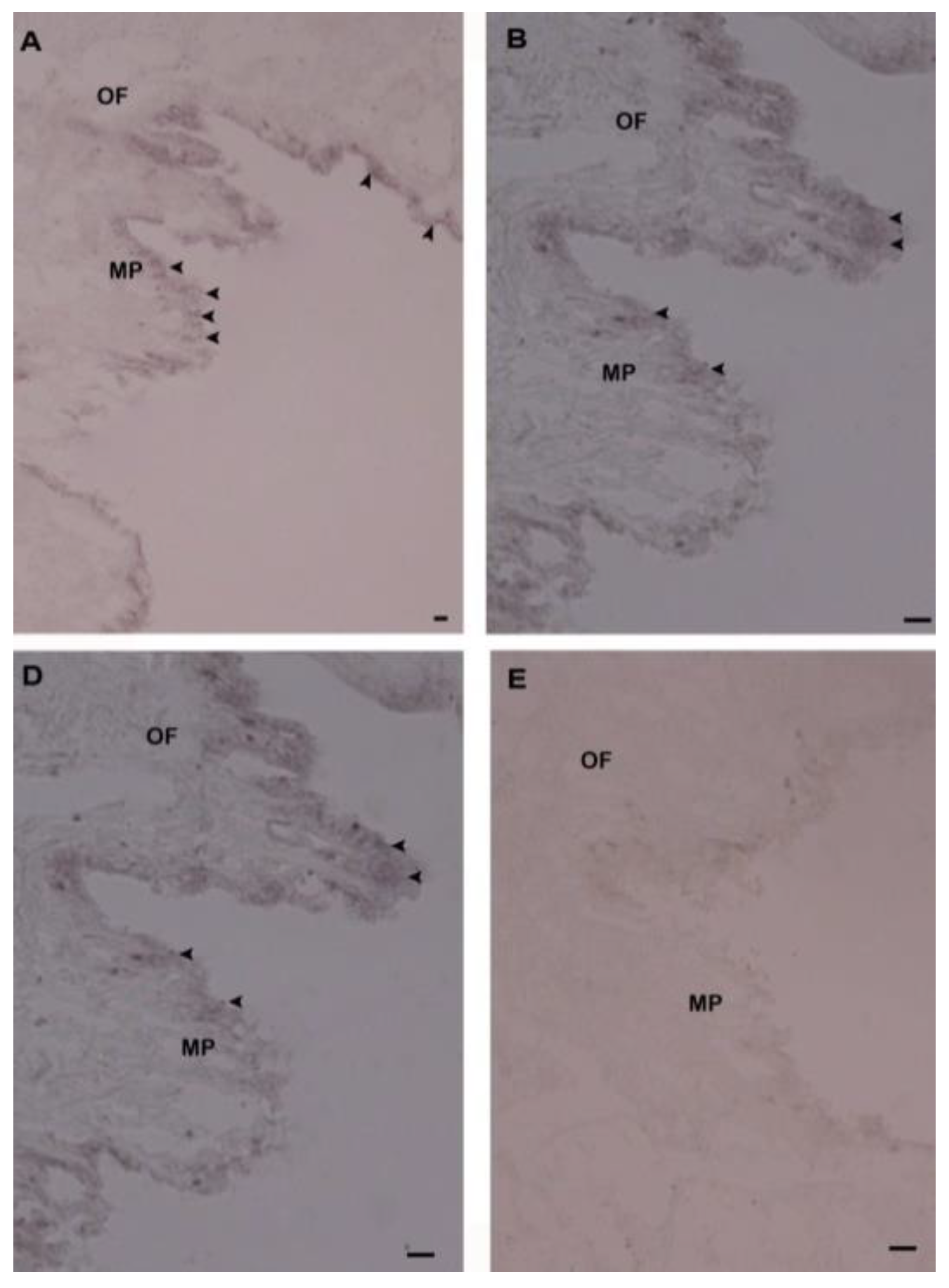 Ijms 21 06529 g008 Ijms 21 06529 g008