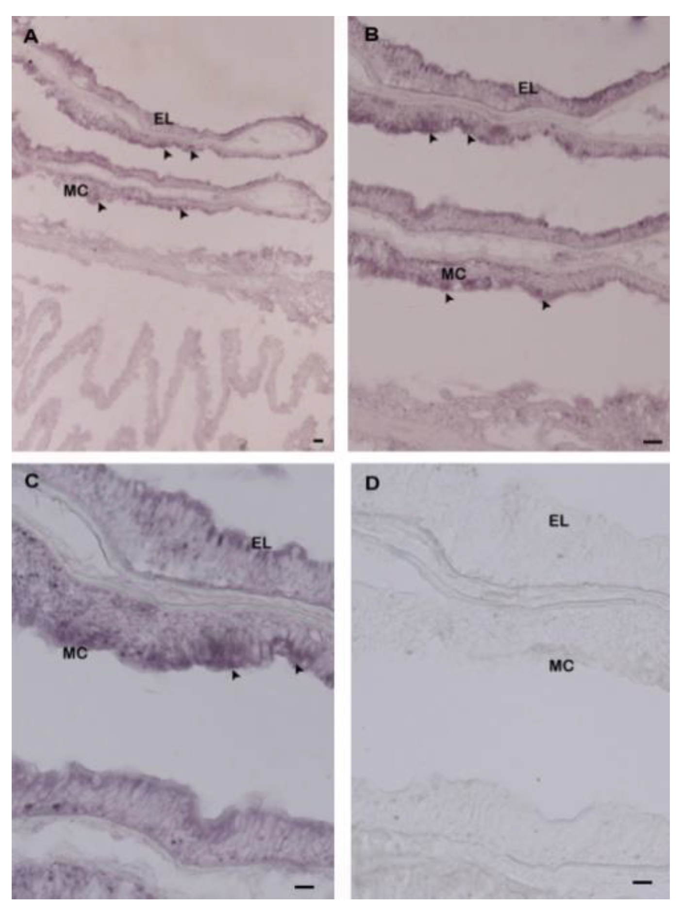 Ijms 21 06529 g009 Ijms 21 06529 g009