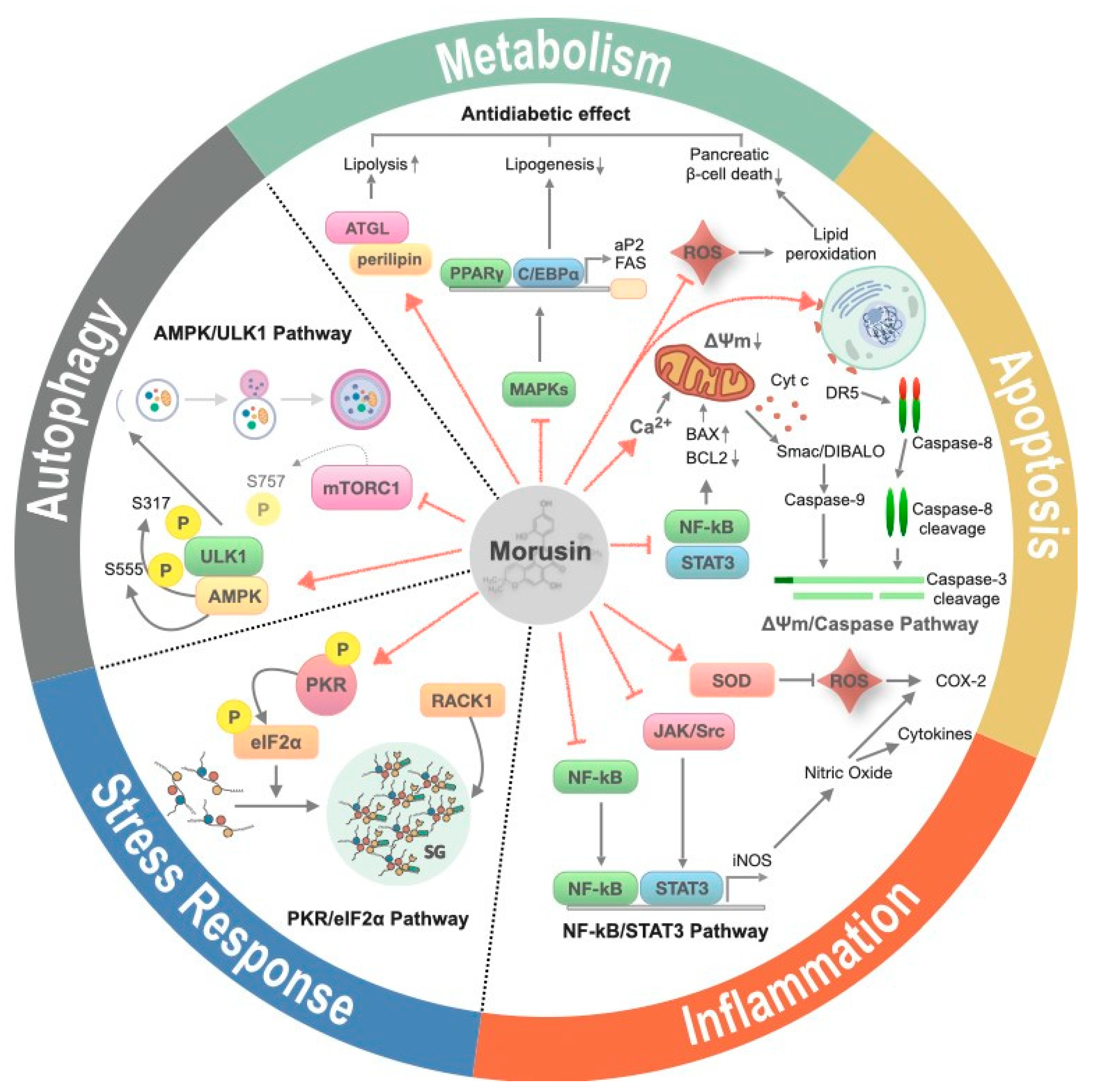 Ijms 21 06541 g002 Ijms 21 06541 g002