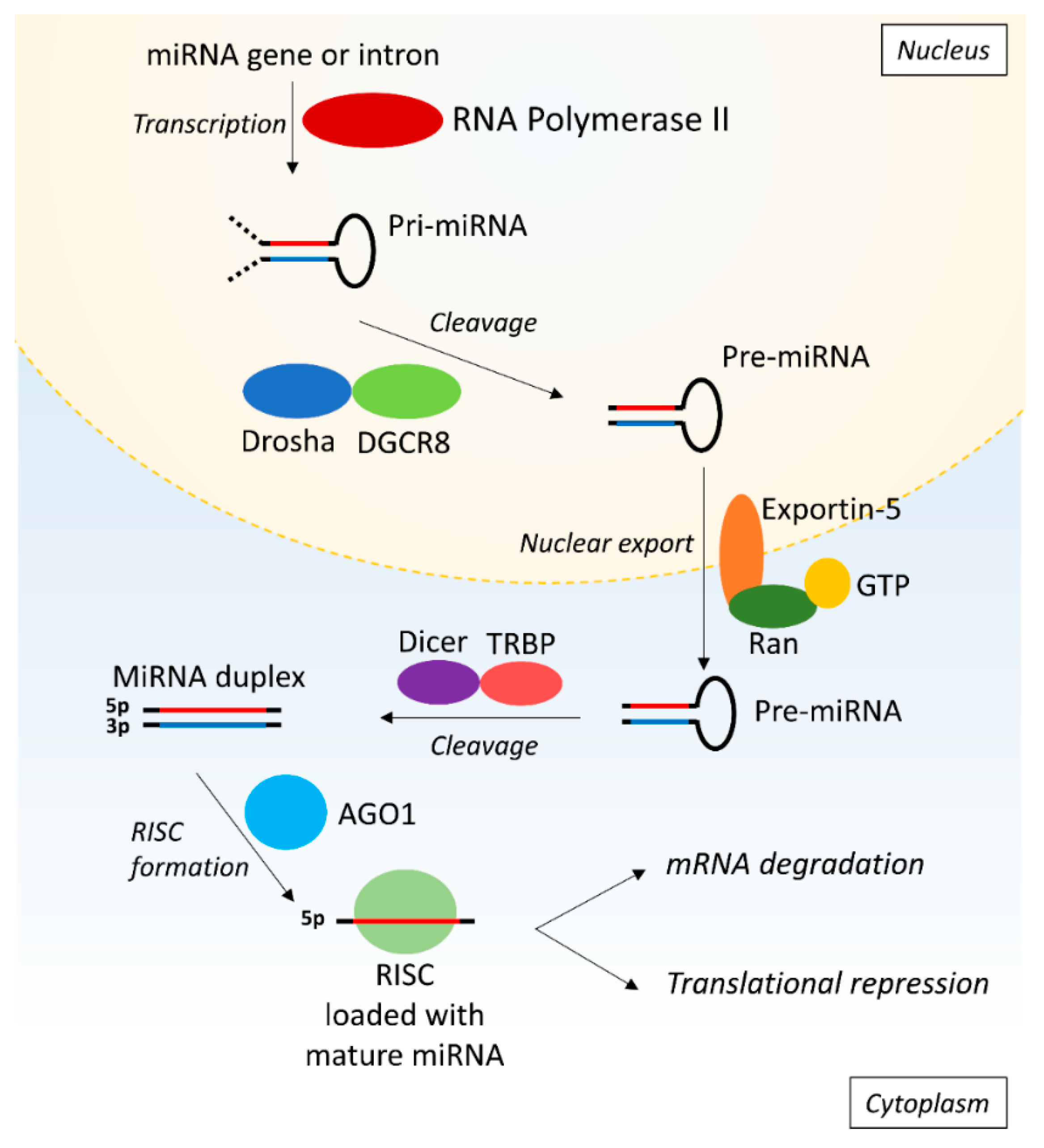 Ijms 21 06547 g001 Ijms 21 06547 g001