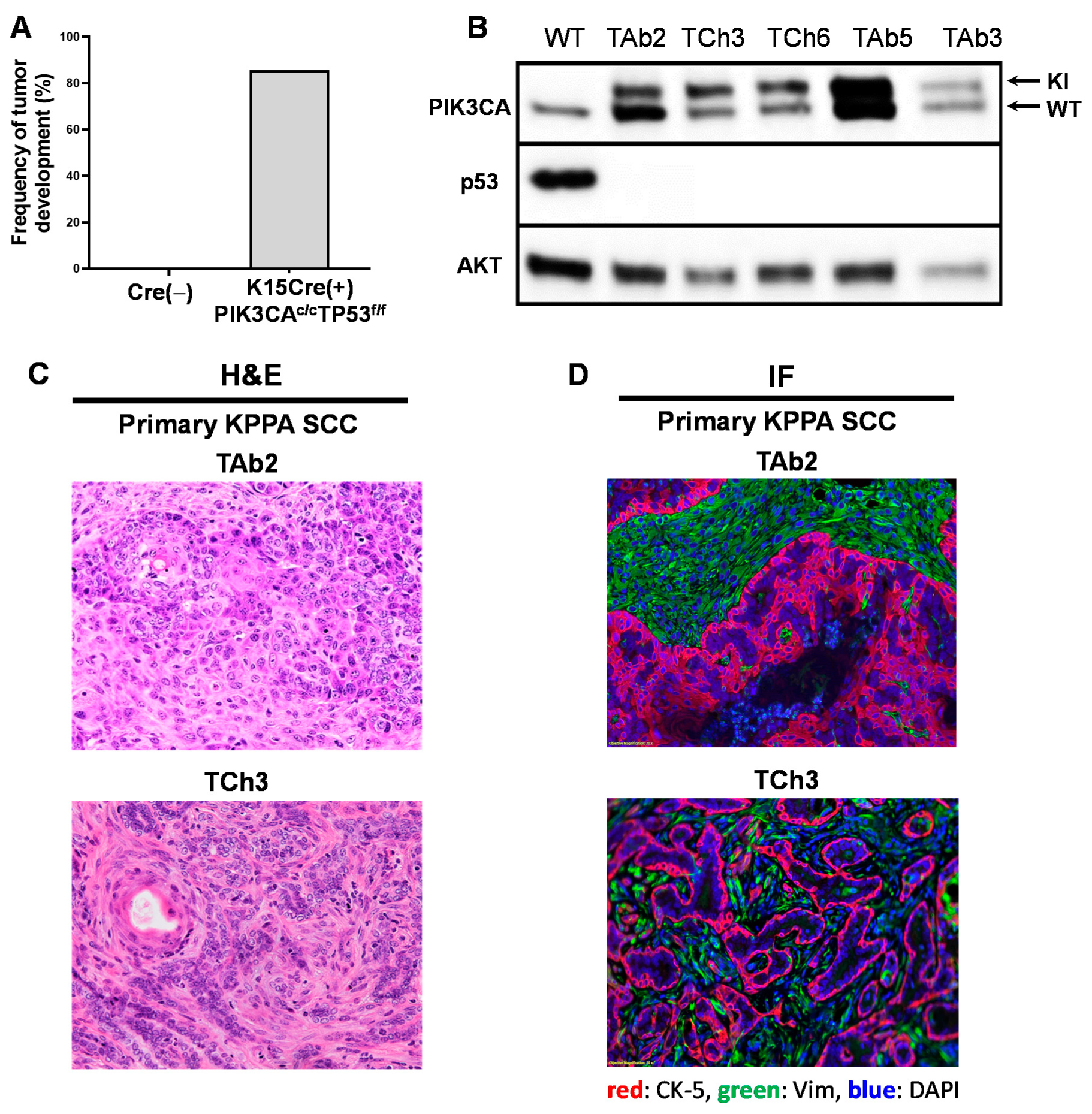 Ijms 21 06585 g002 Ijms 21 06585 g002