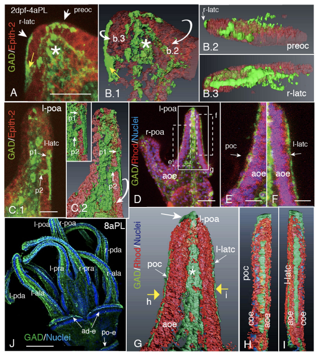 Ijms 21 06587 g001 Ijms 21 06587 g001