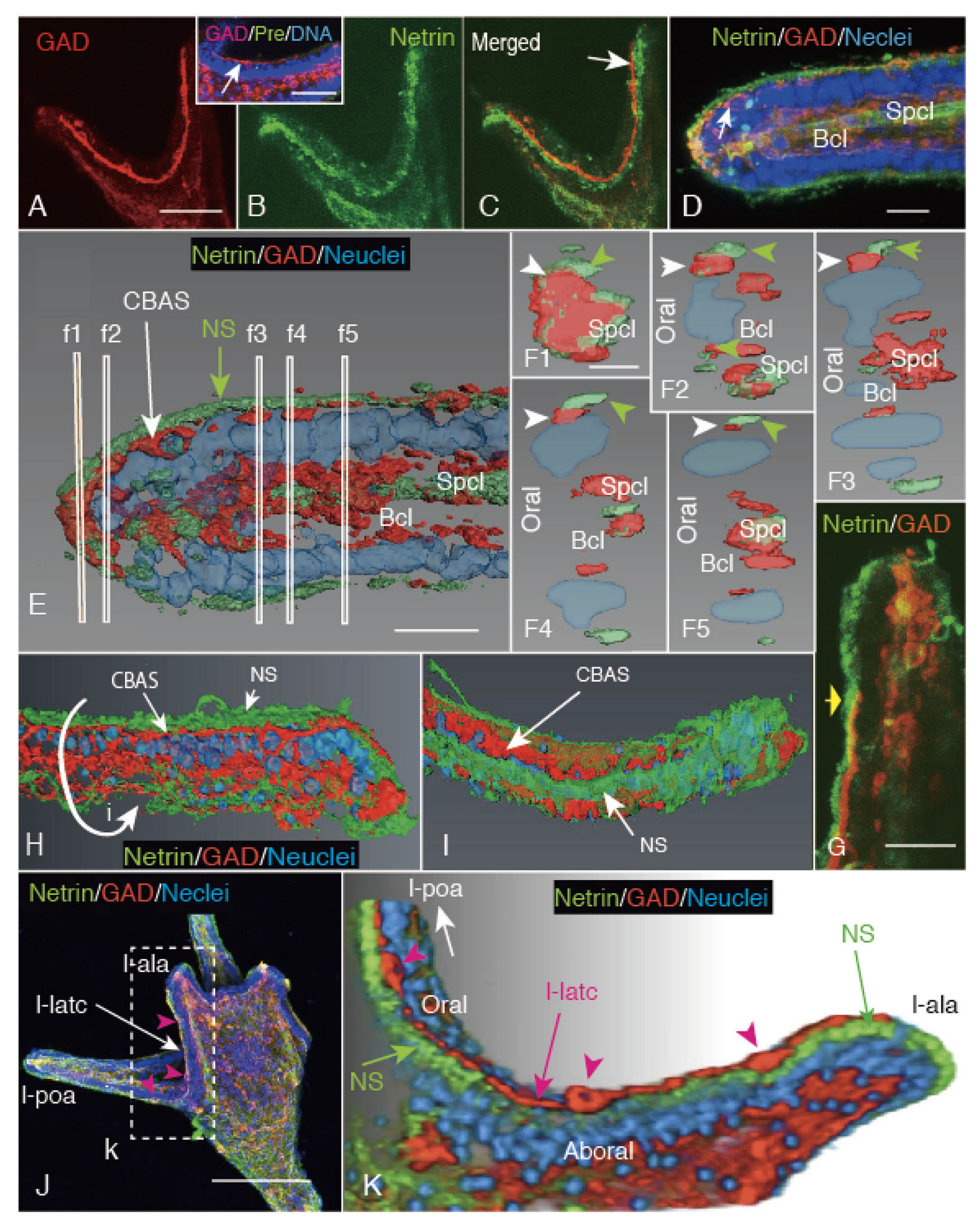 Ijms 21 06587 g005 Ijms 21 06587 g005