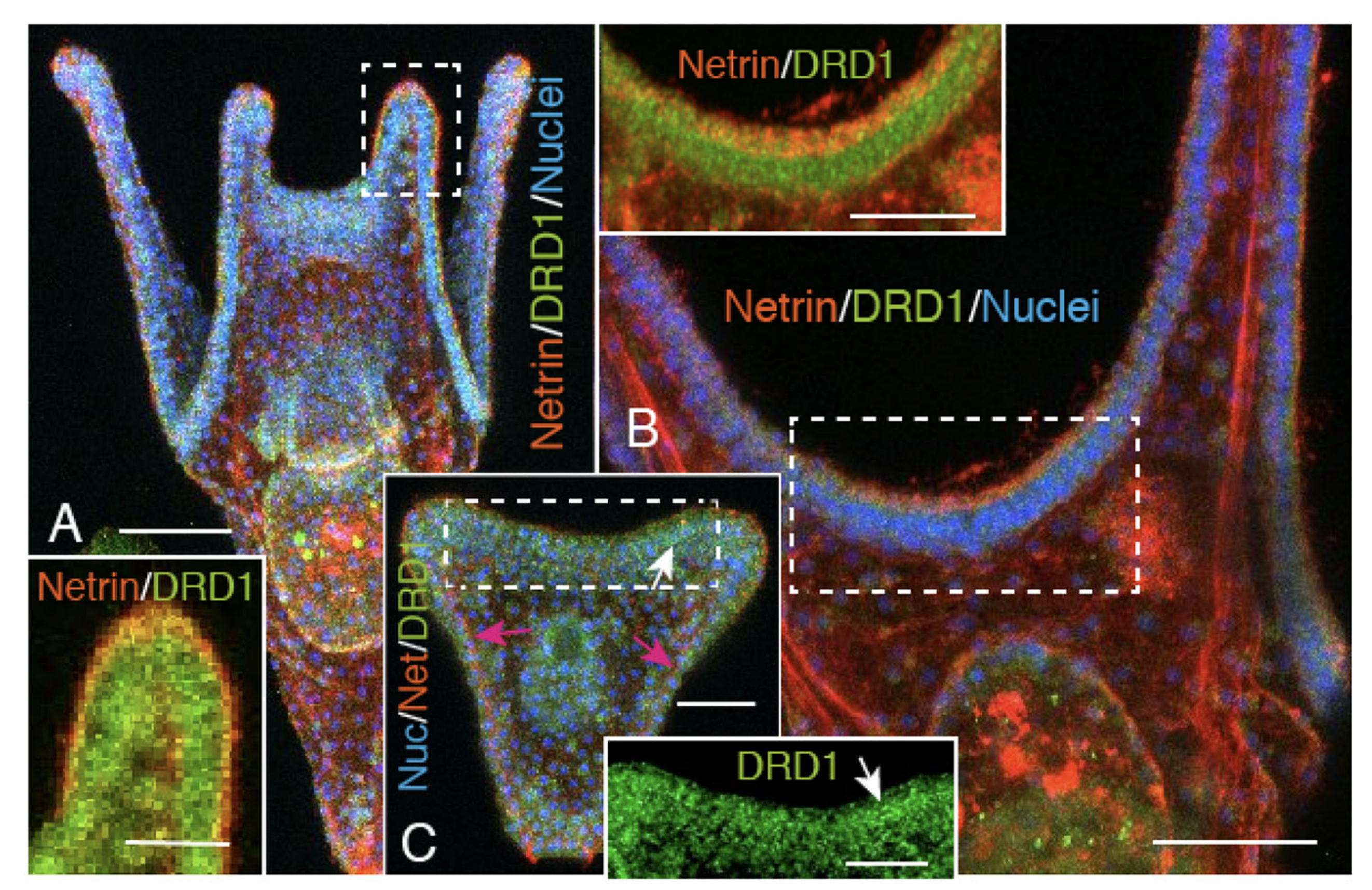 Ijms 21 06587 g006 Ijms 21 06587 g006