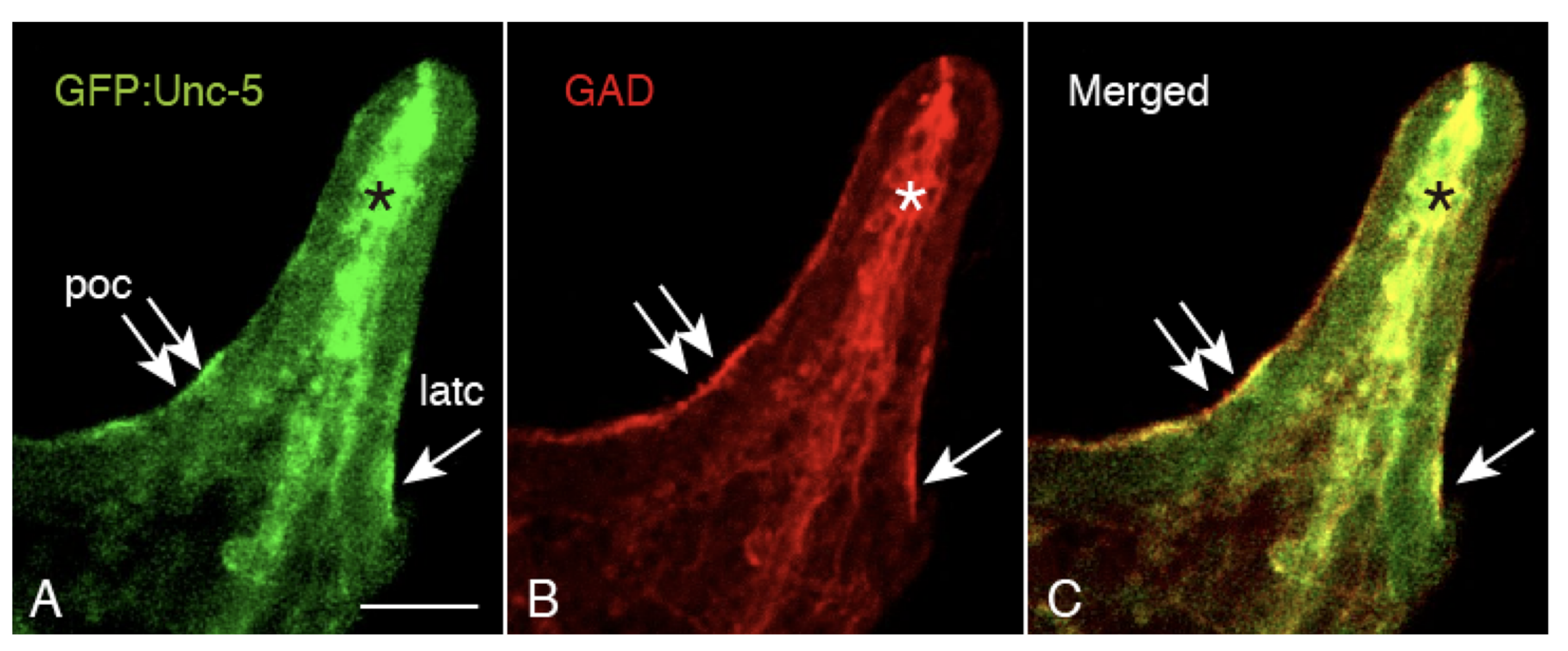 Ijms 21 06587 g007 Ijms 21 06587 g007