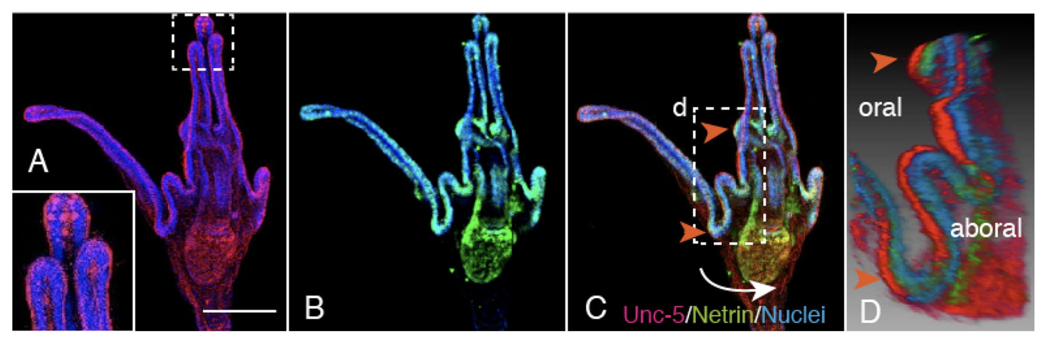 Ijms 21 06587 g008 Ijms 21 06587 g008
