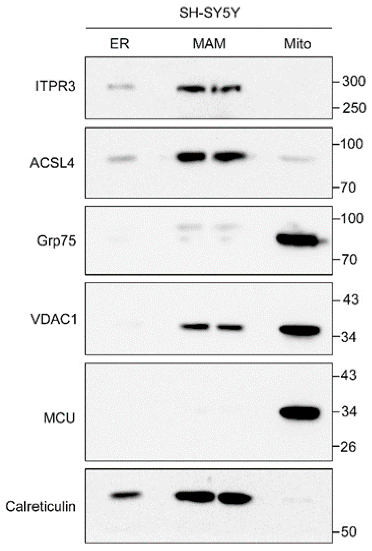 Ijms 21 06598 g0a3 Ijms 21 06598 g0a3