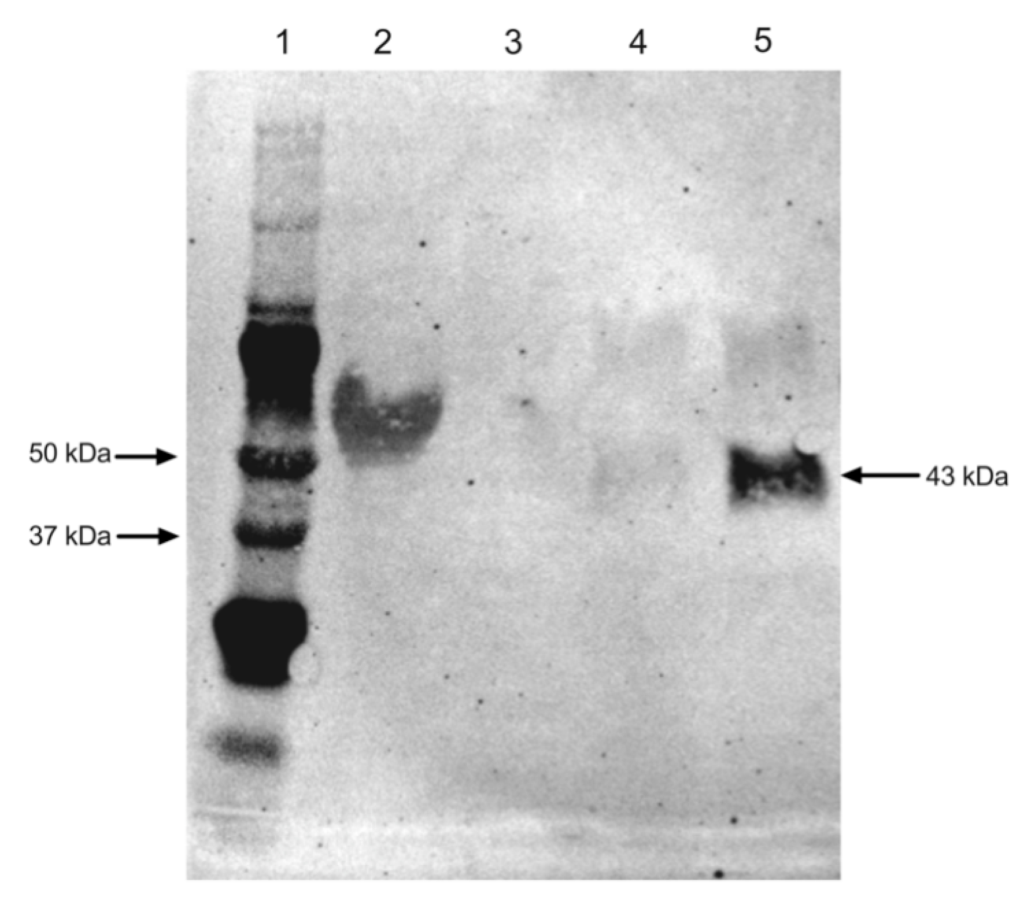 Ijms 21 06609 g0a1 Ijms 21 06609 g0a1