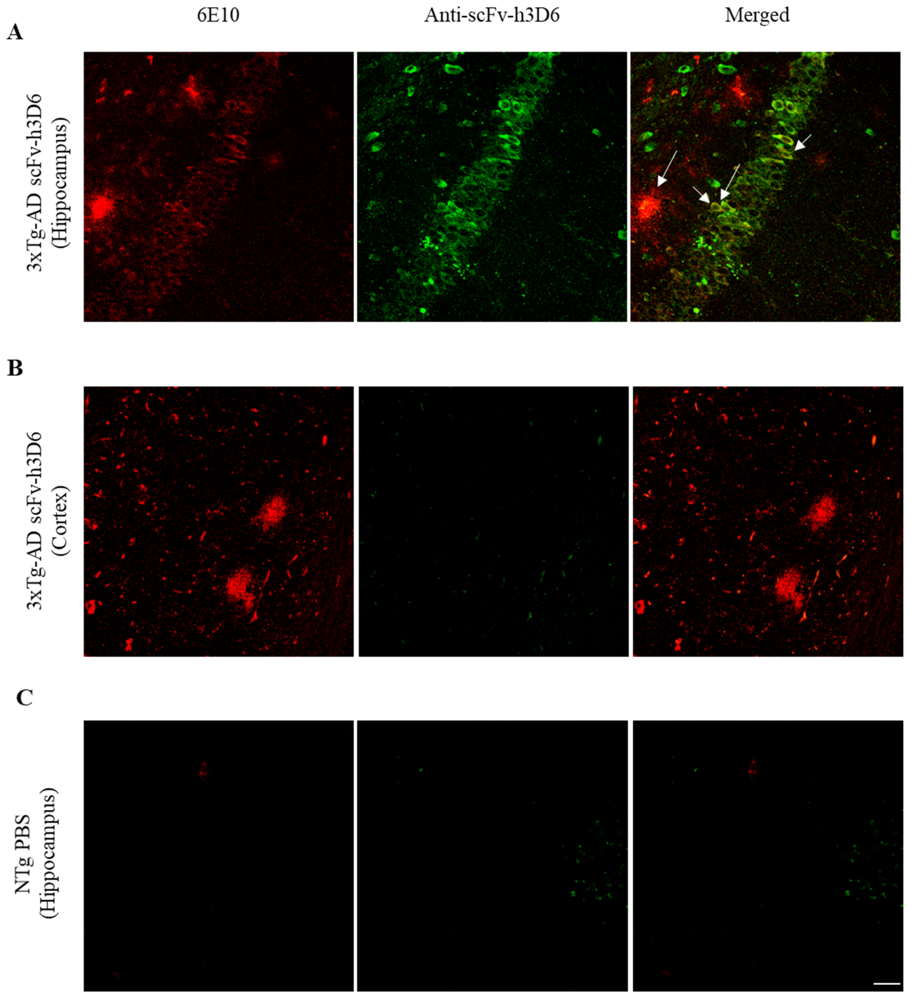 Ijms 21 06630 g001 Ijms 21 06630 g001