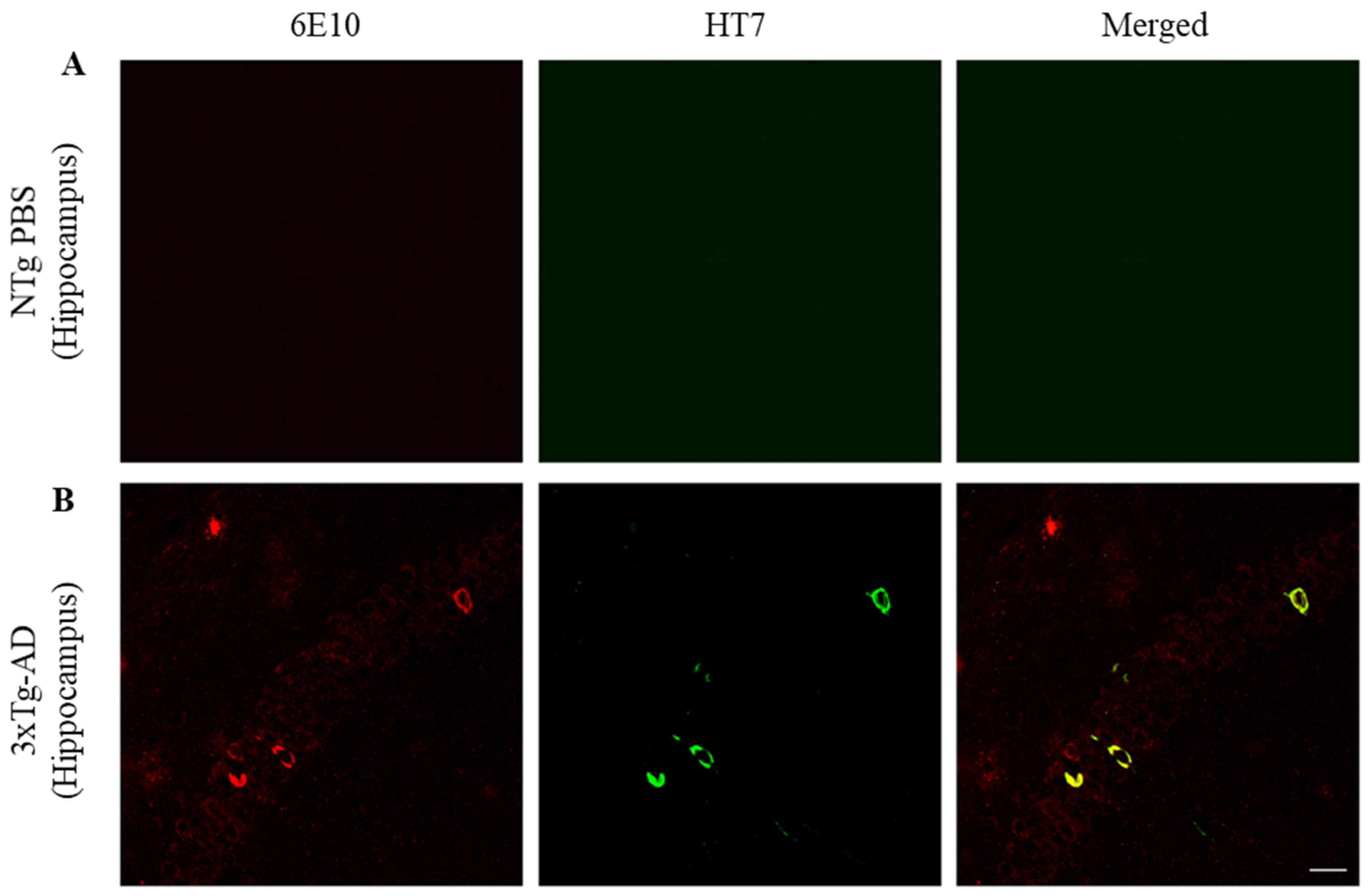 Ijms 21 06630 g003 Ijms 21 06630 g003
