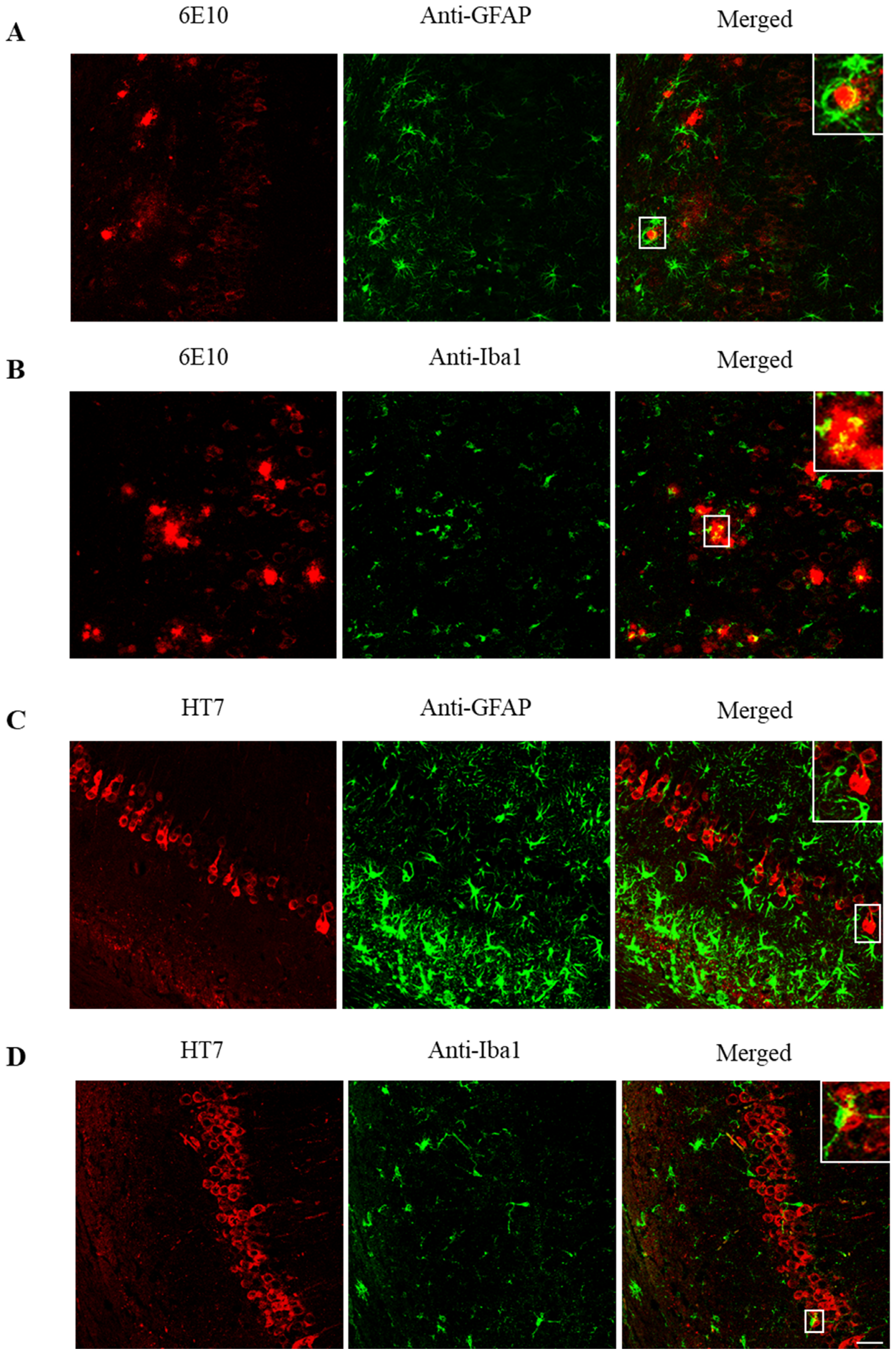 Ijms 21 06630 g005 Ijms 21 06630 g005