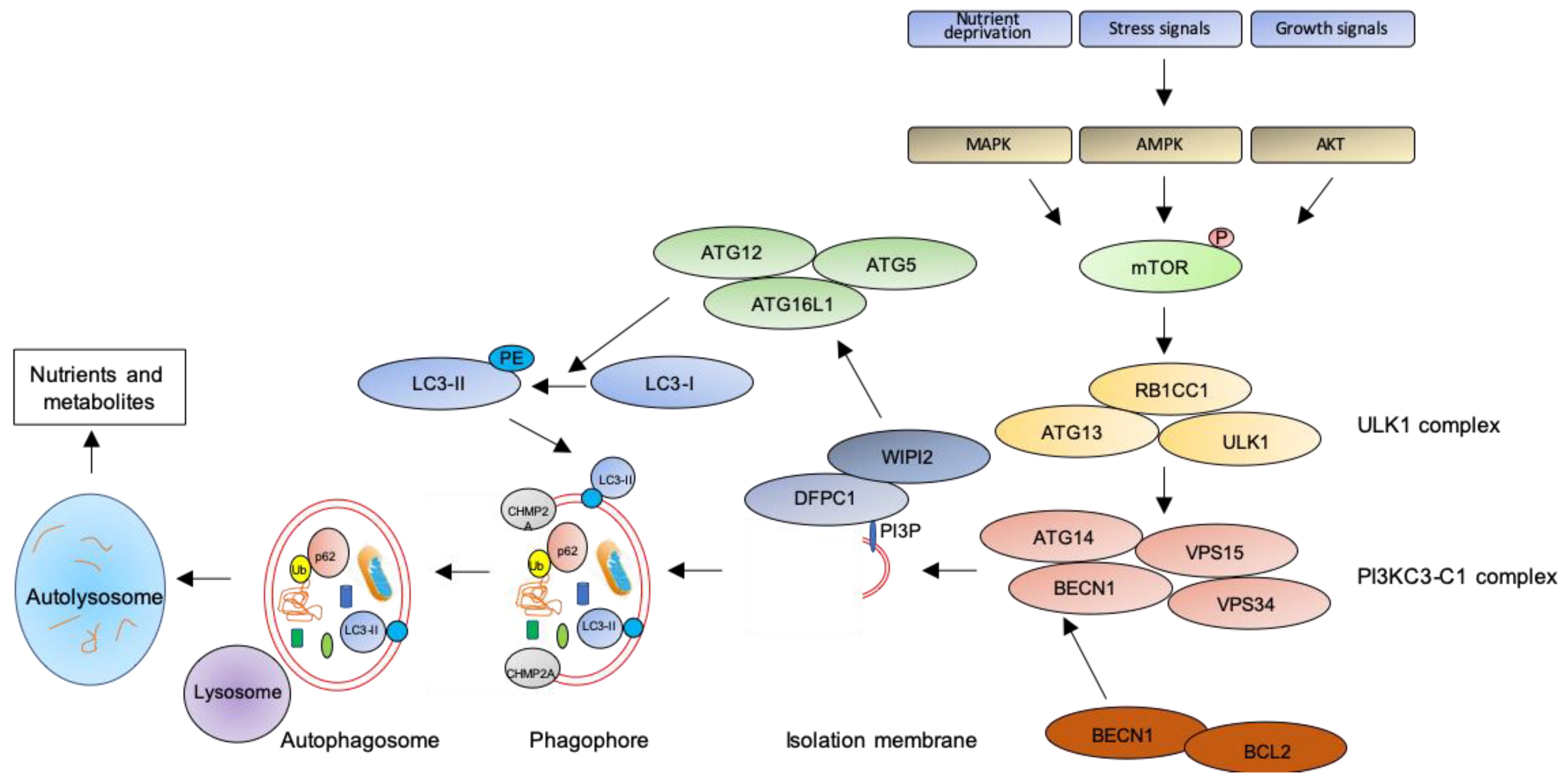 Ijms 21 06637 g001 Ijms 21 06637 g001