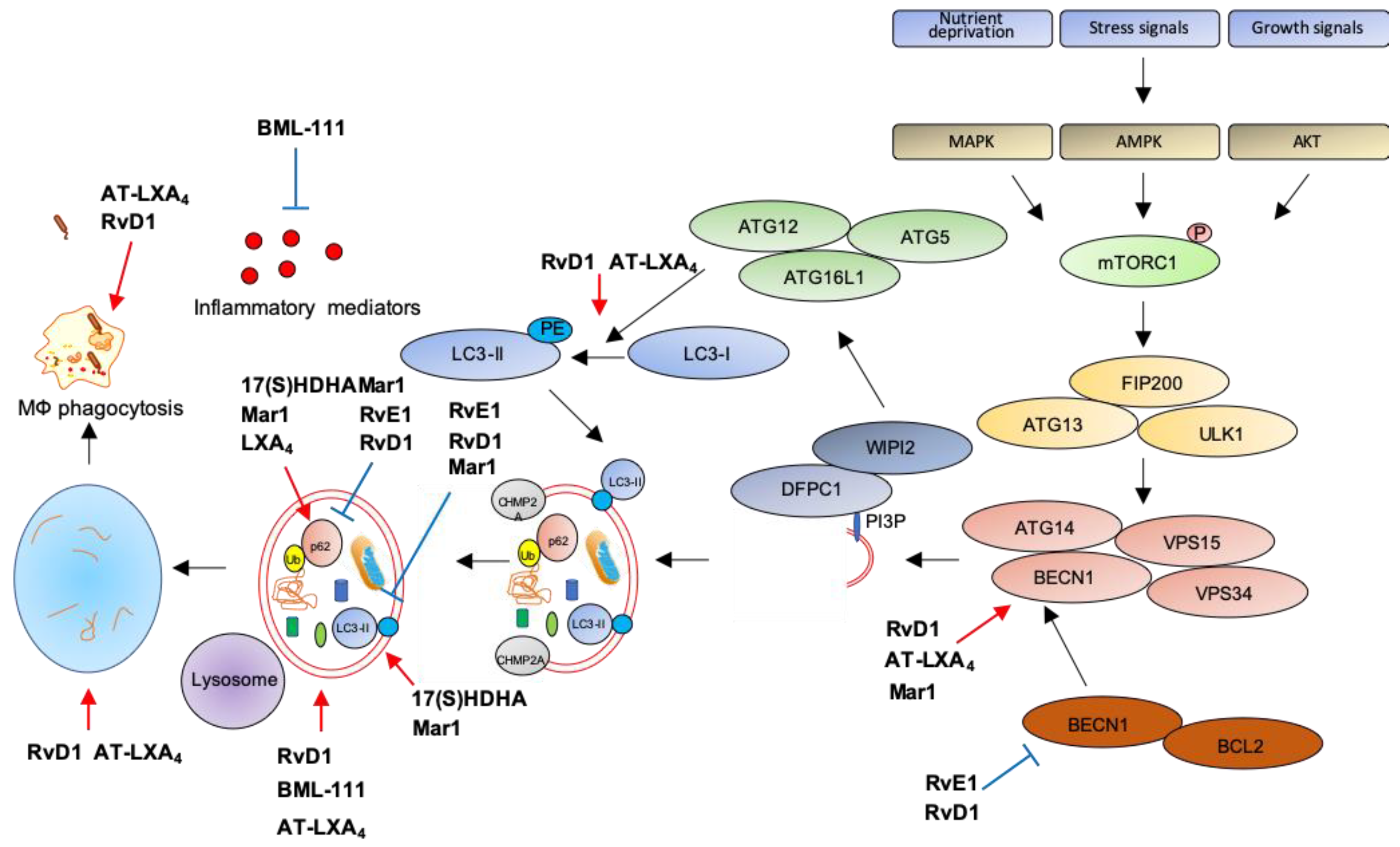 Ijms 21 06637 g003 Ijms 21 06637 g003