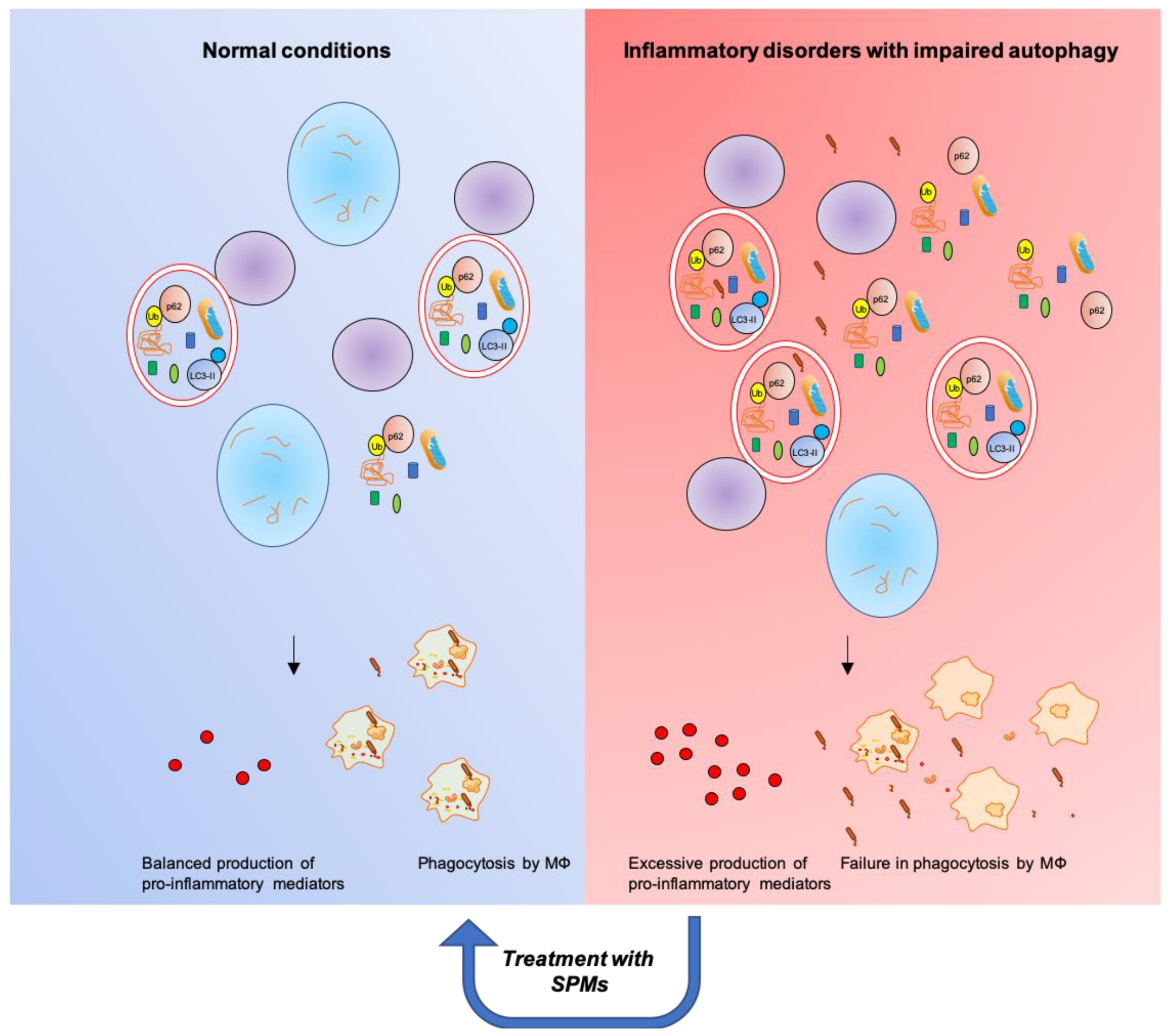 Ijms 21 06637 g004 Ijms 21 06637 g004