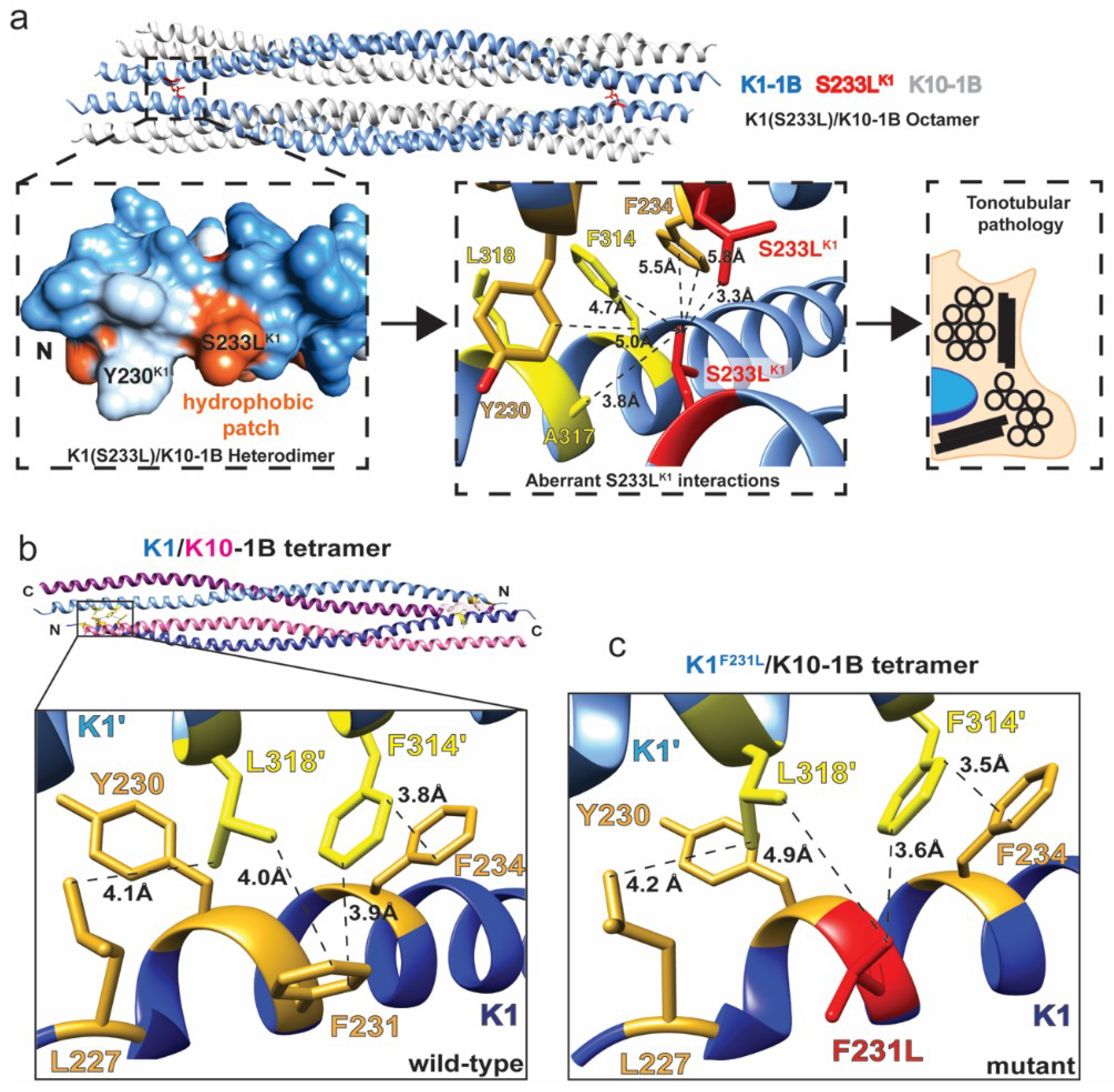 Ijms 21 06641 g001 Ijms 21 06641 g001