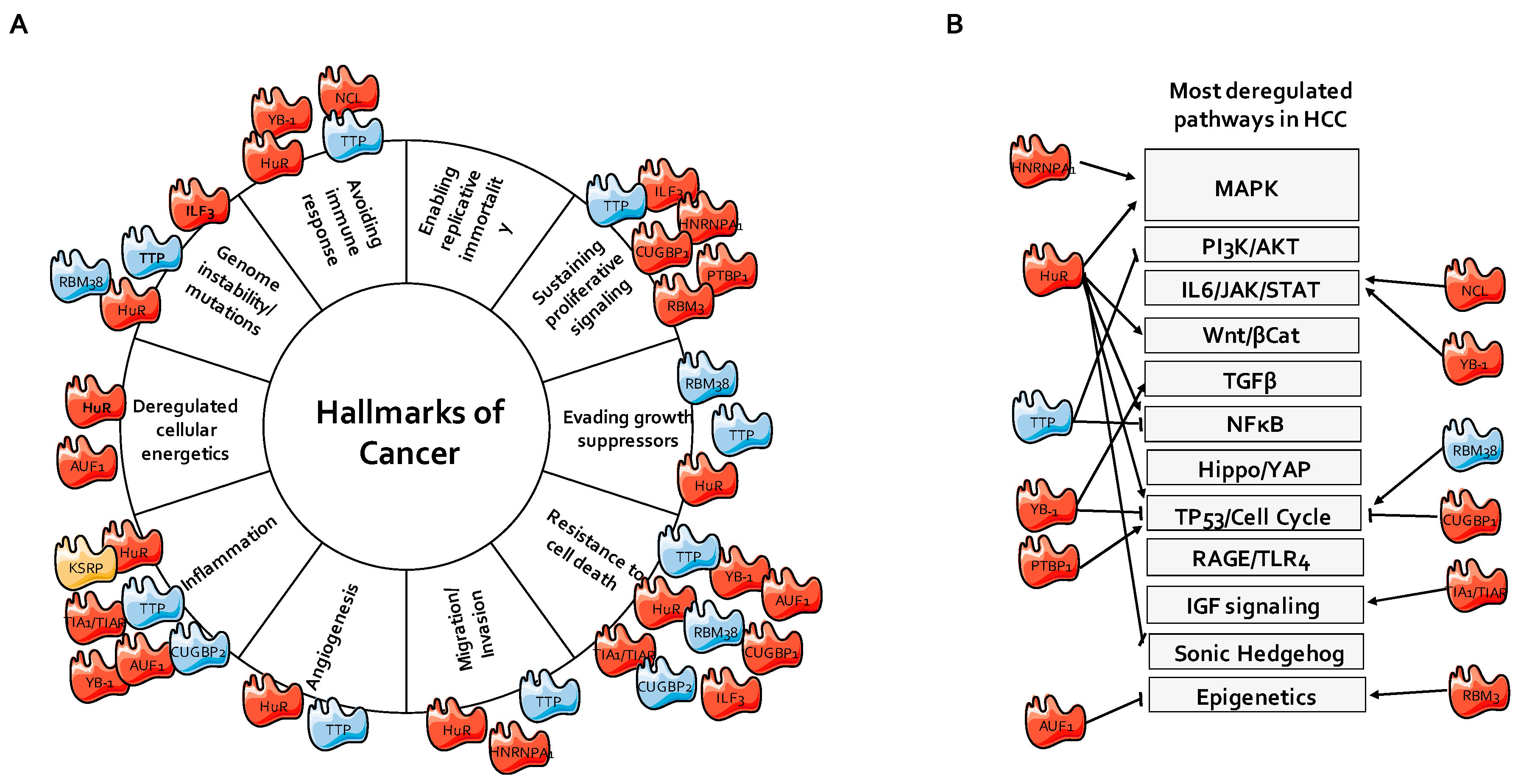 Ijms 21 06648 g005 Ijms 21 06648 g005