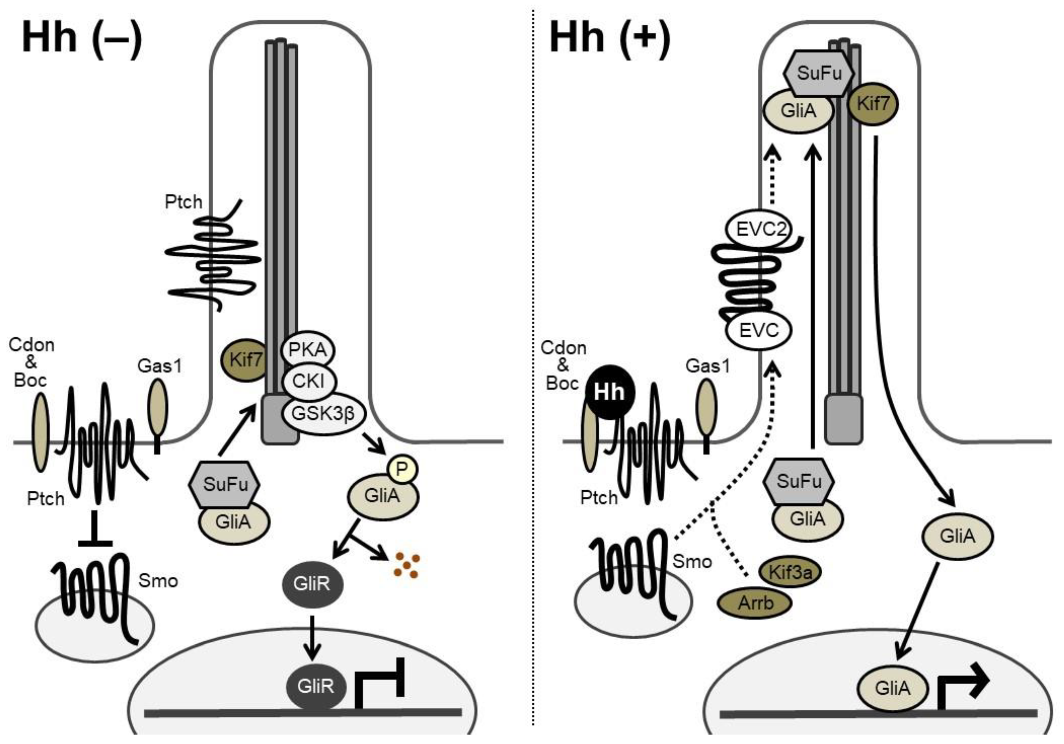 Ijms 21 06665 g002 Ijms 21 06665 g002