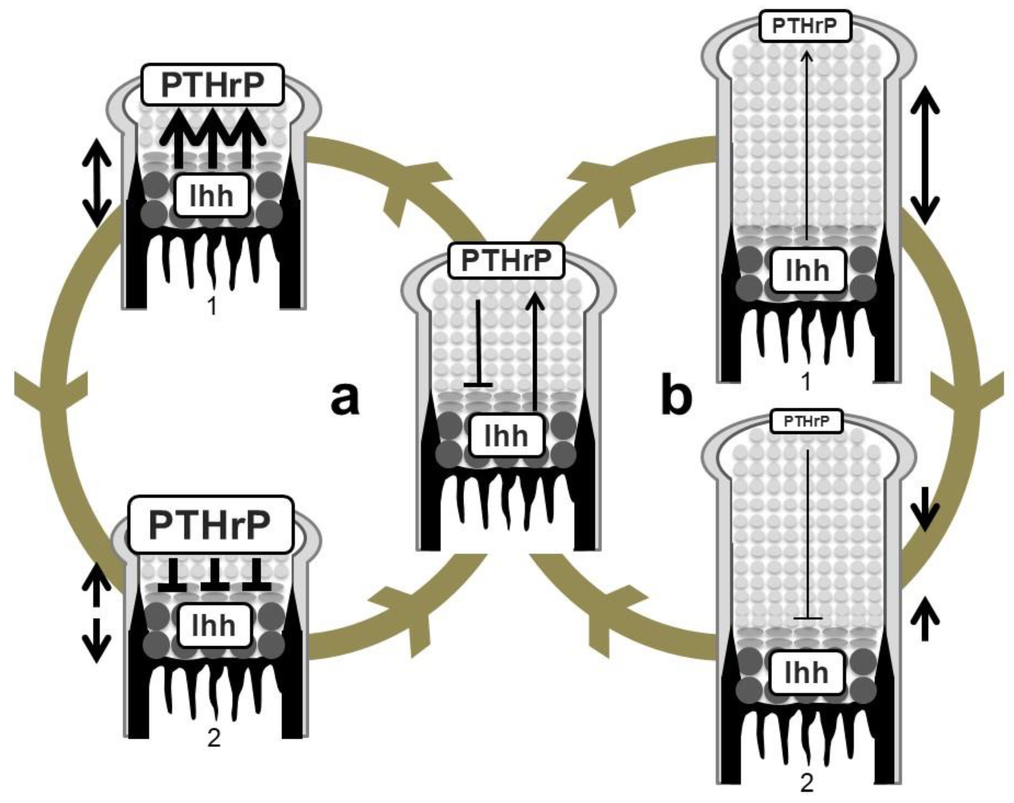 Ijms 21 06665 g004 Ijms 21 06665 g004