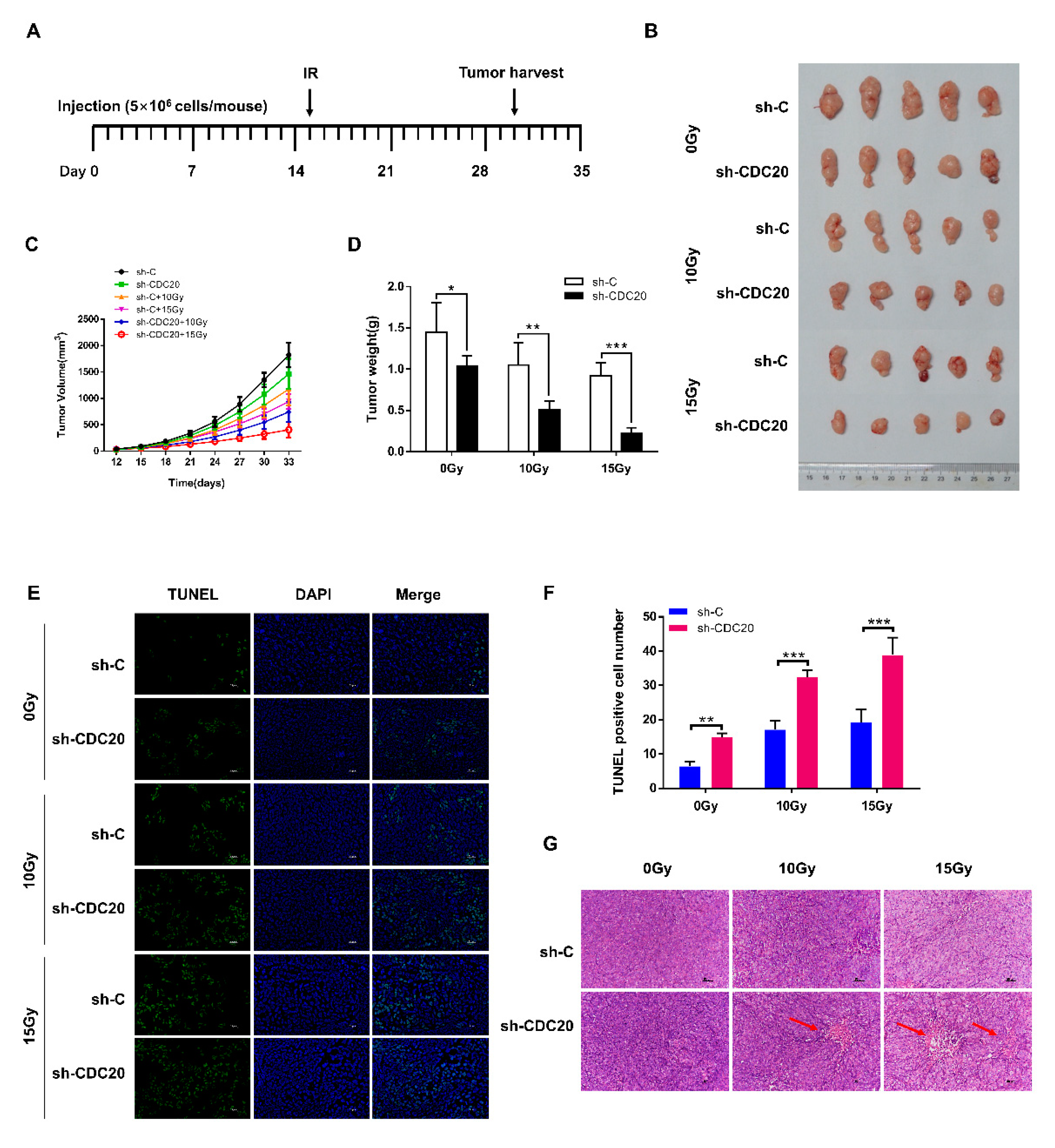 Ijms 21 06692 g005a Ijms 21 06692 g005a