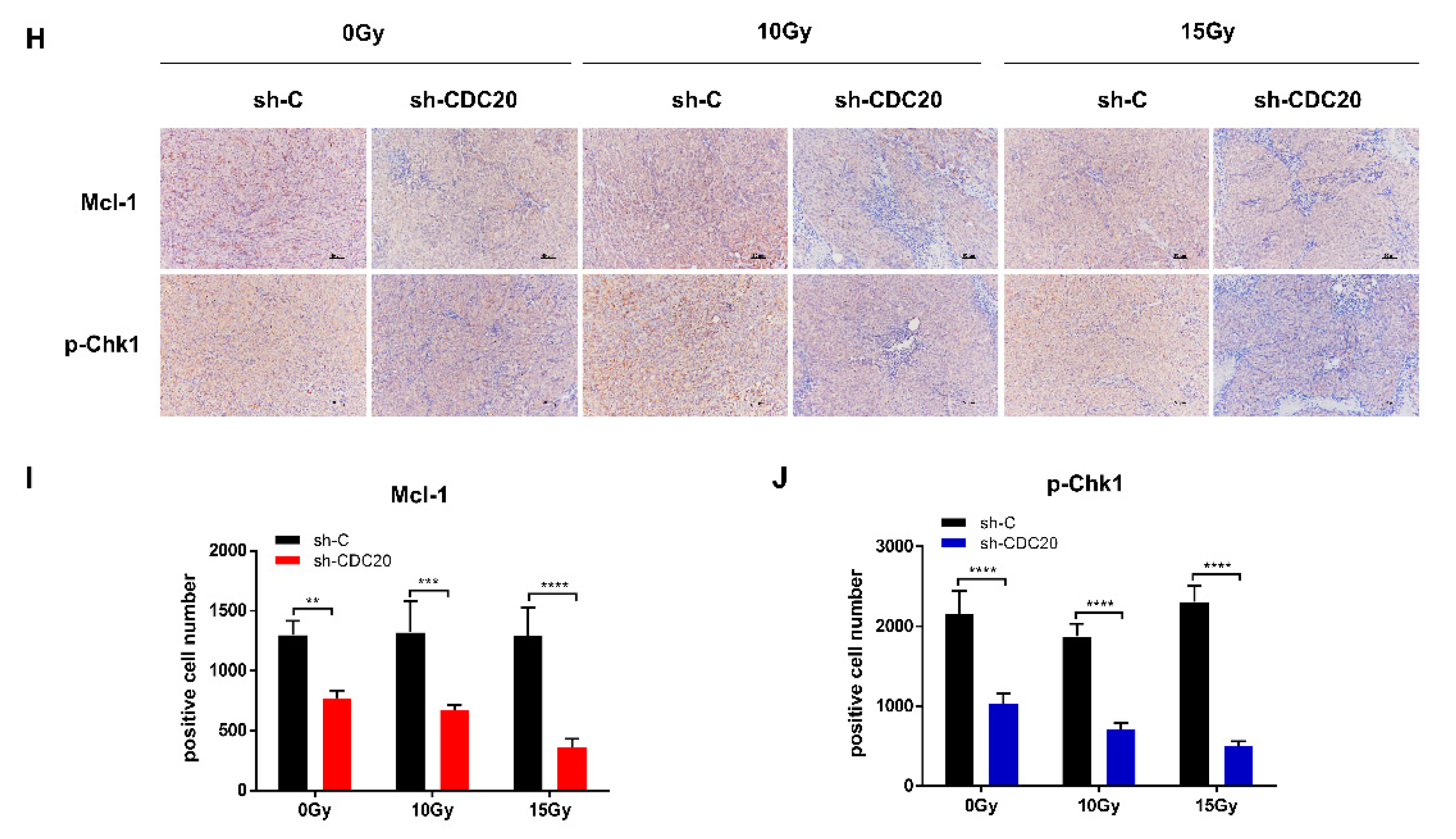 Ijms 21 06692 g005b Ijms 21 06692 g005b