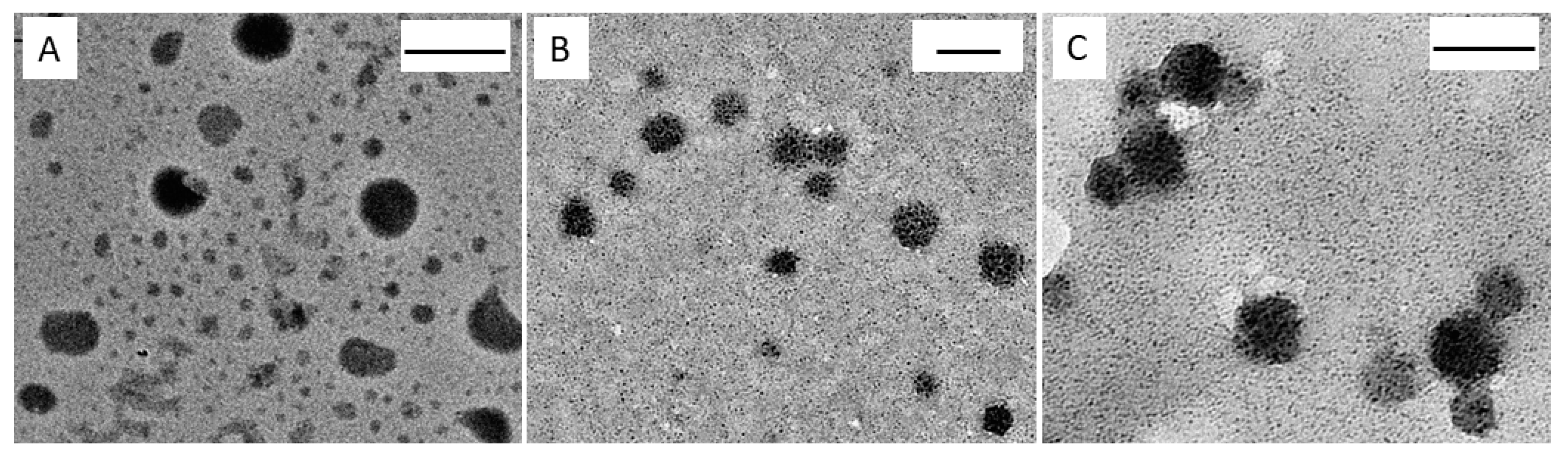 Ijms 21 06705 g001 Ijms 21 06705 g001