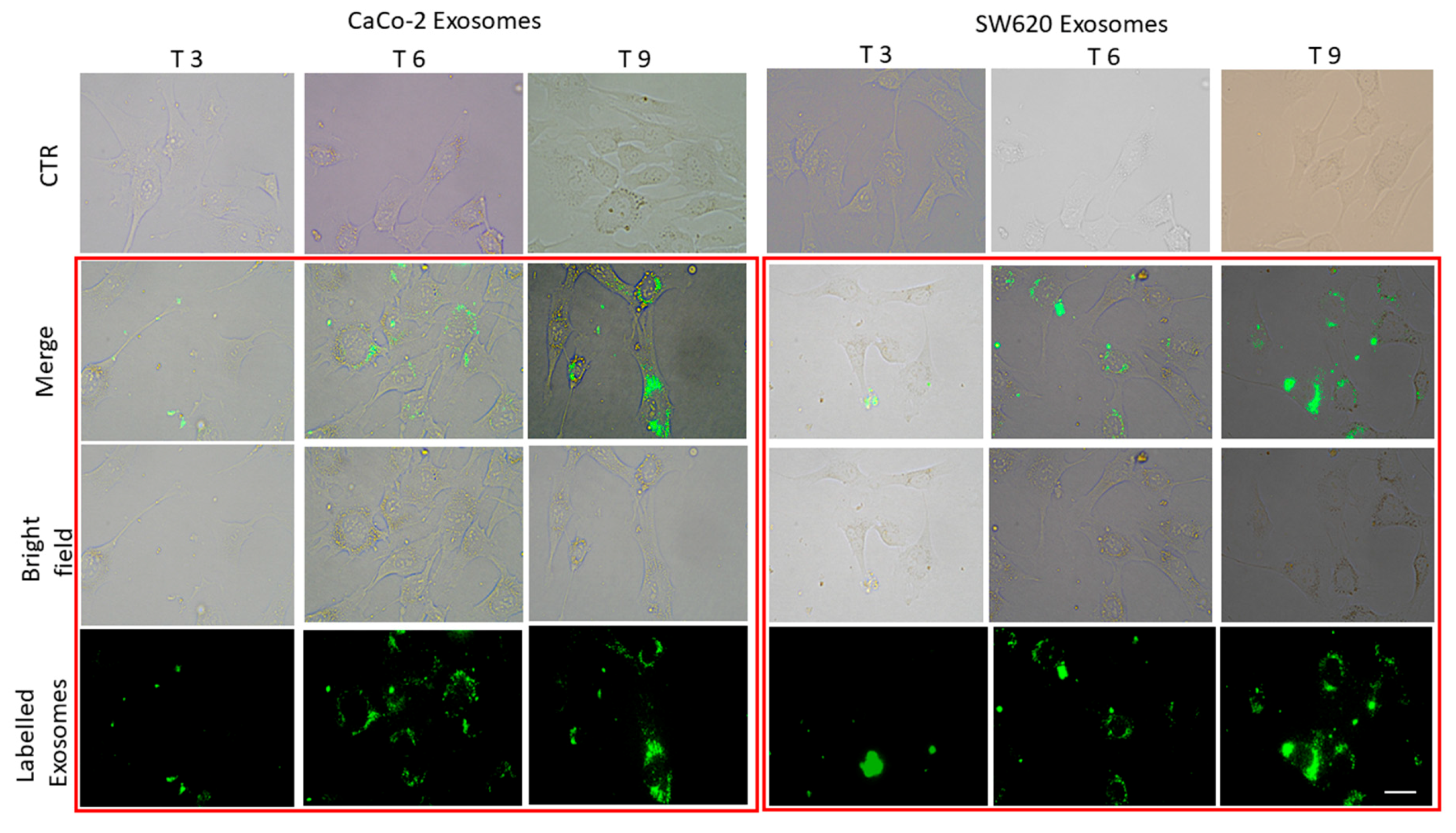 Ijms 21 06705 g003 Ijms 21 06705 g003