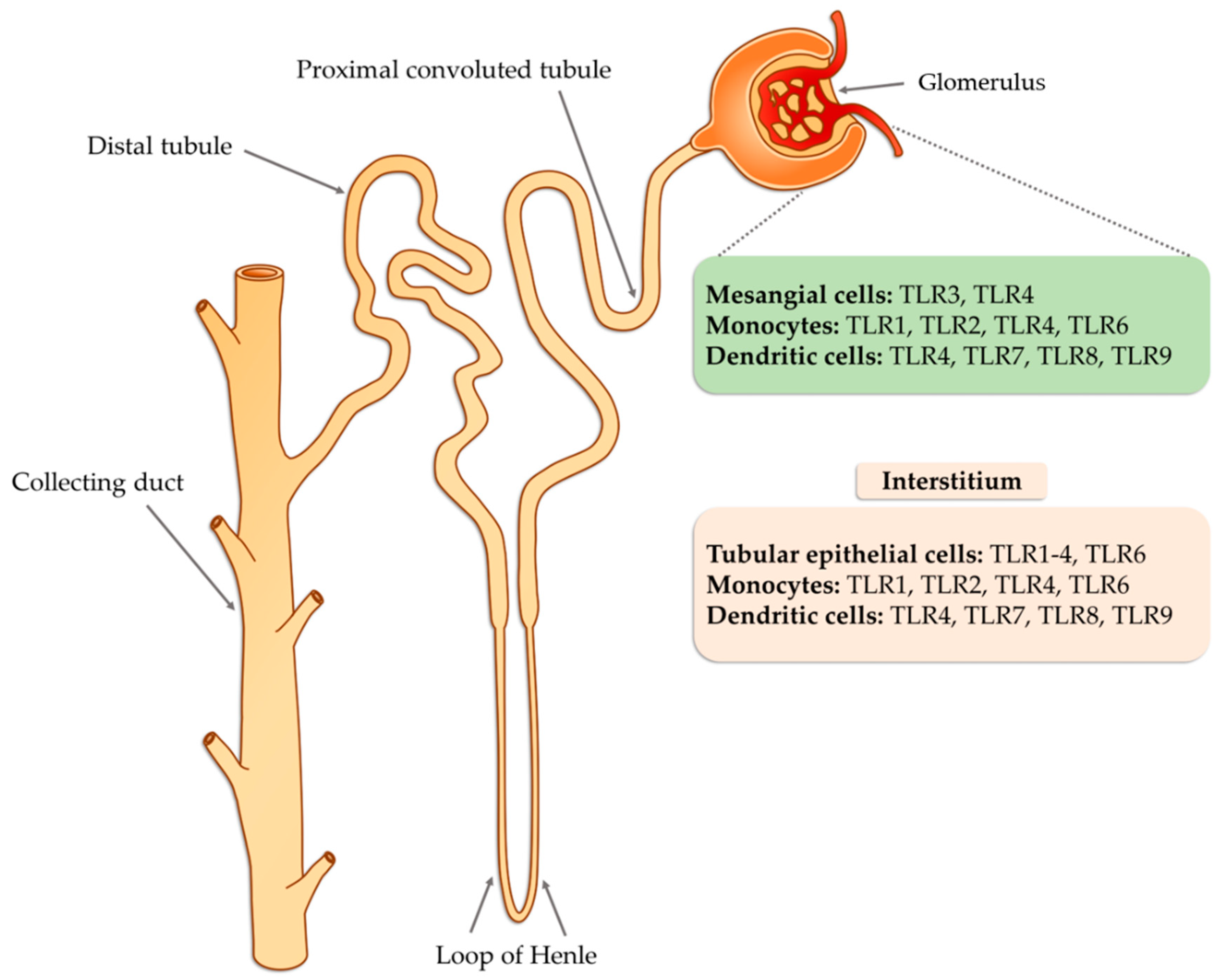 Ijms 21 06712 g003 Ijms 21 06712 g003
