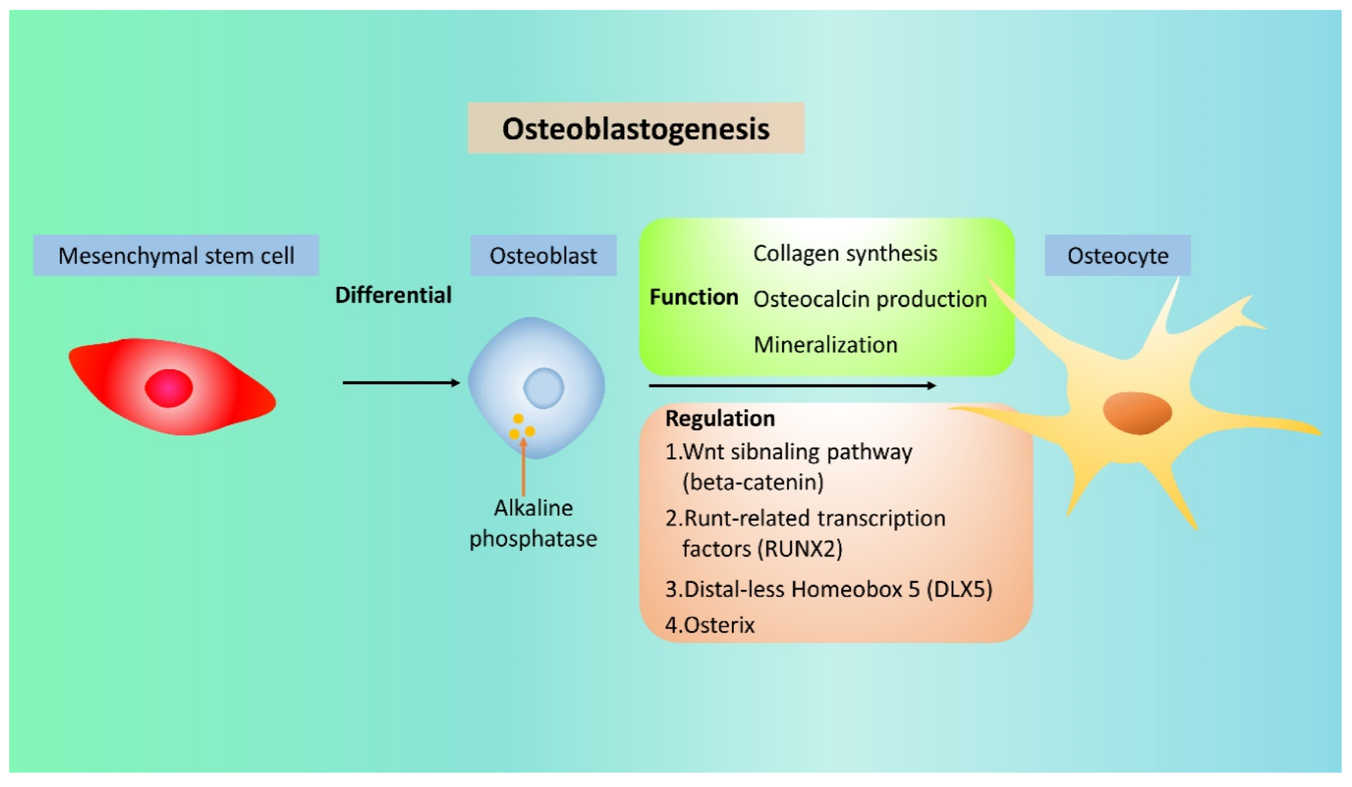 Ijms 21 06723 g002 Ijms 21 06723 g002