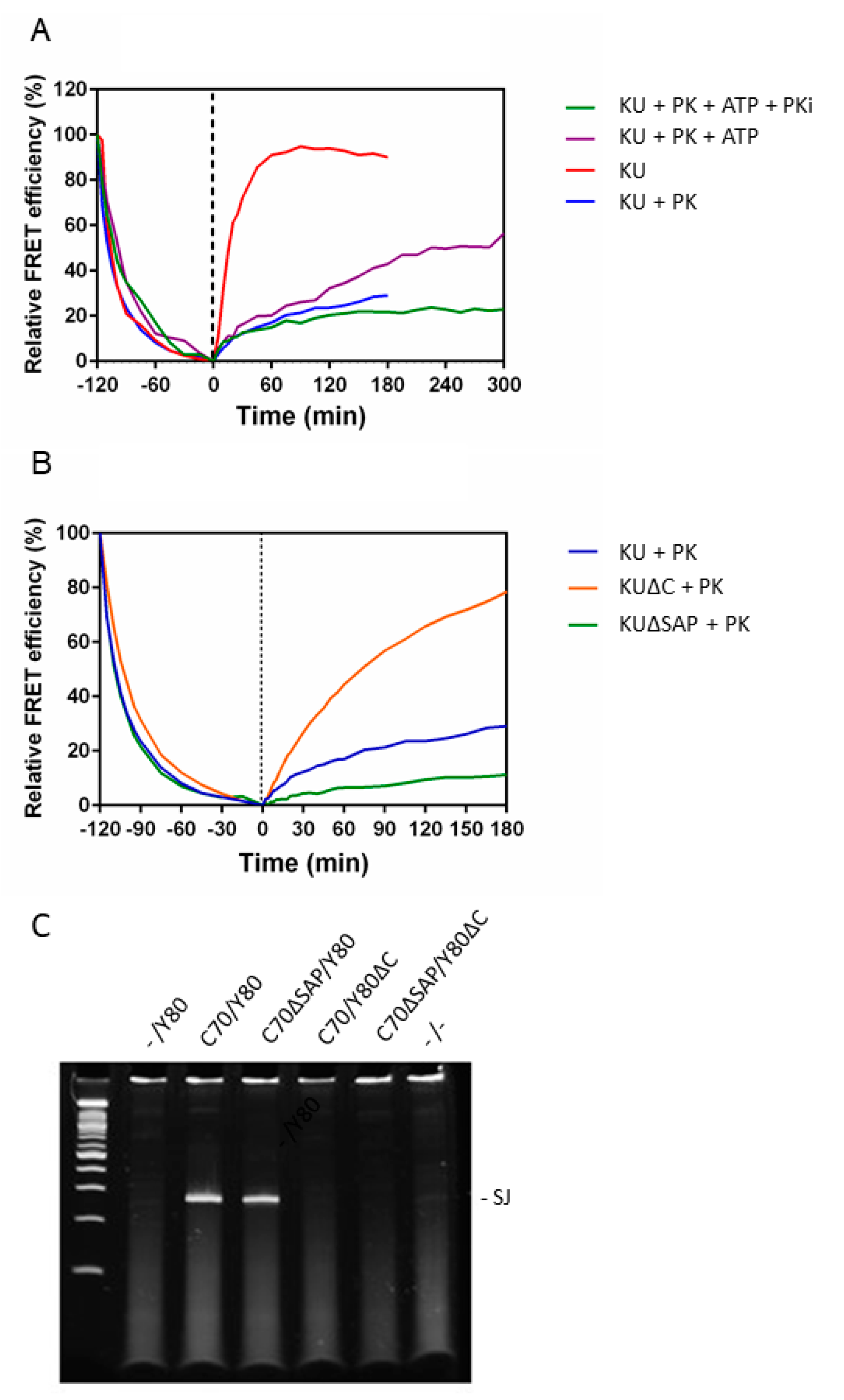 Ijms 21 06725 g004 Ijms 21 06725 g004