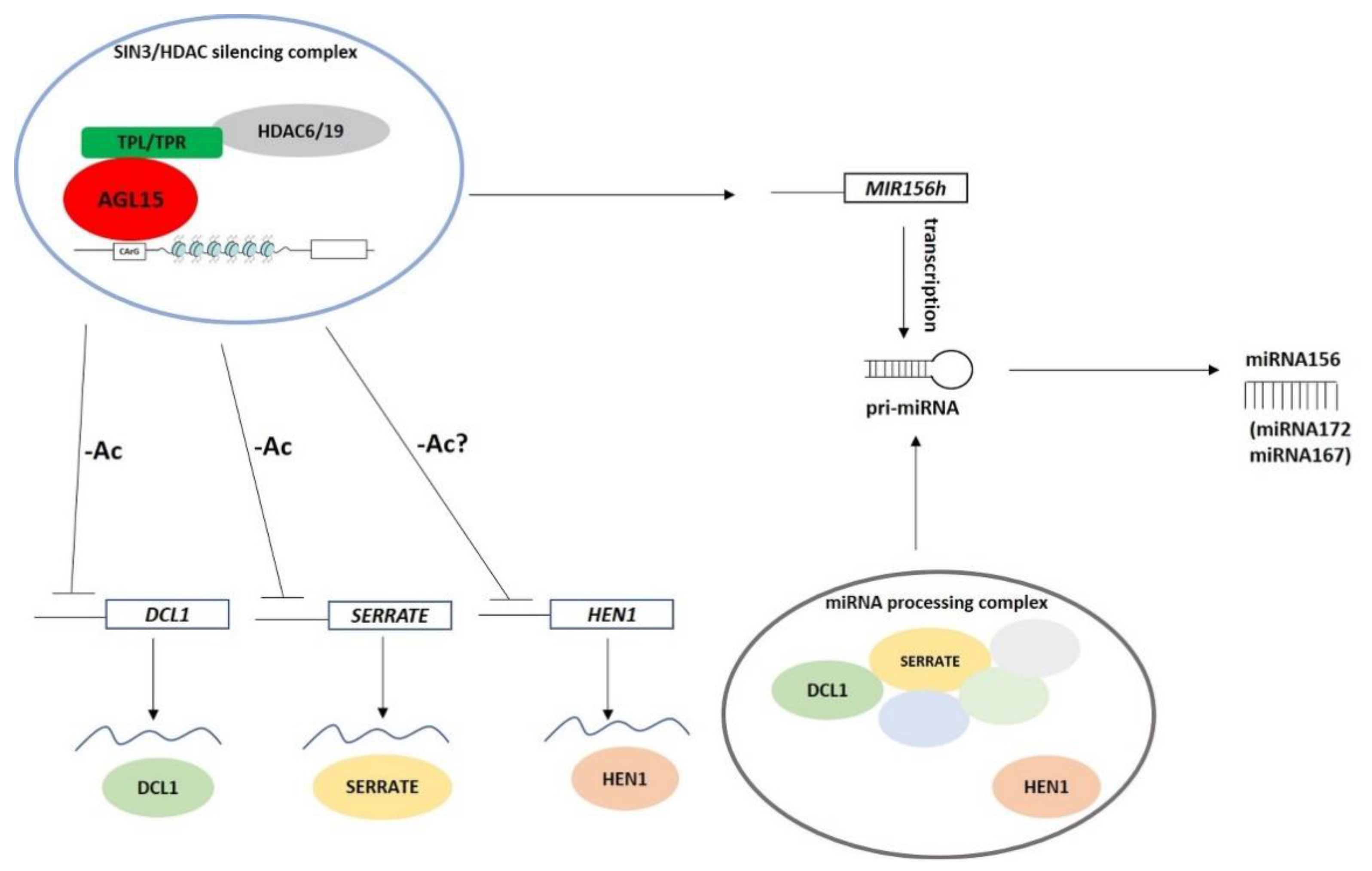 Ijms 21 06733 g010 Ijms 21 06733 g010