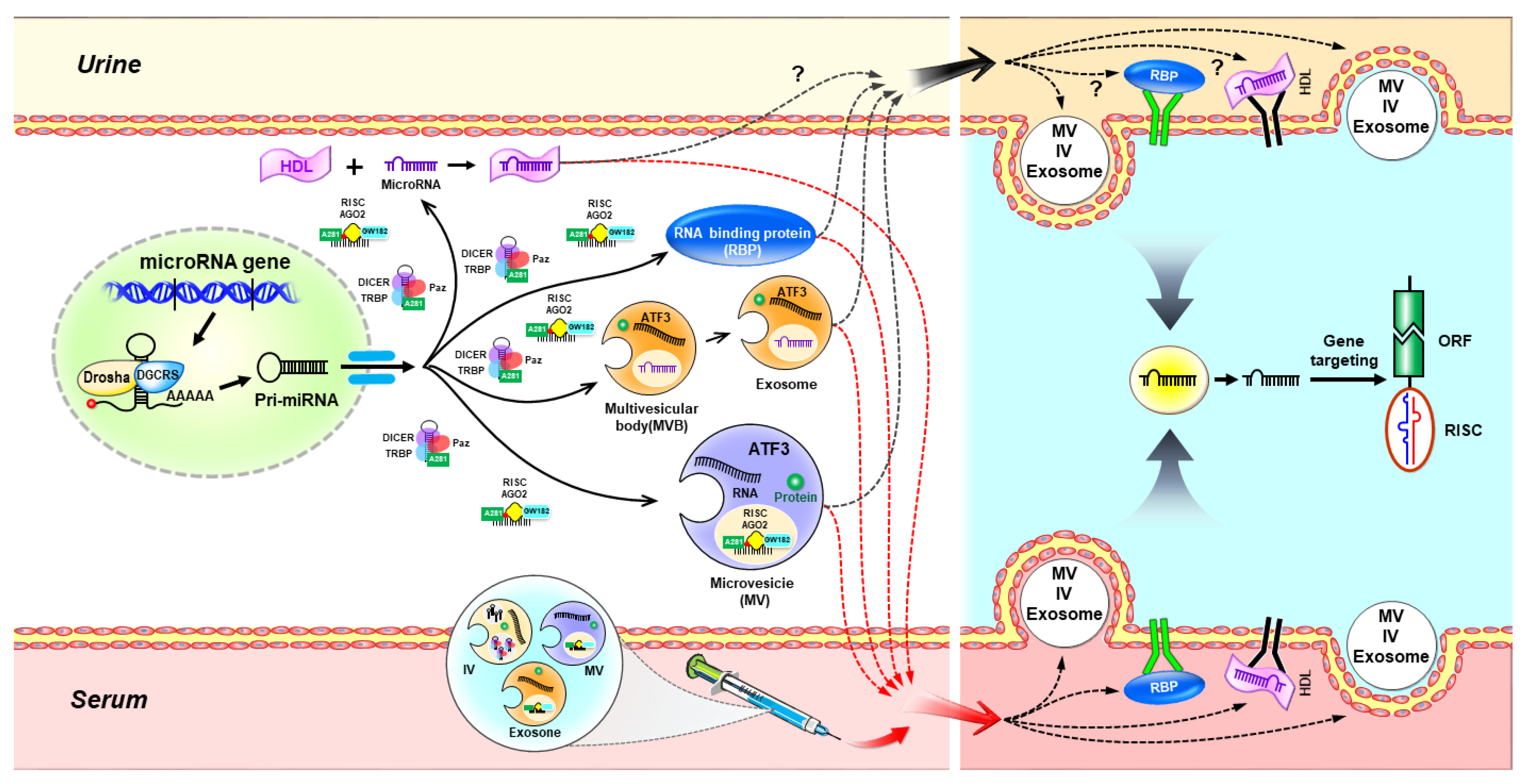 Ijms 21 06738 g001 Ijms 21 06738 g001