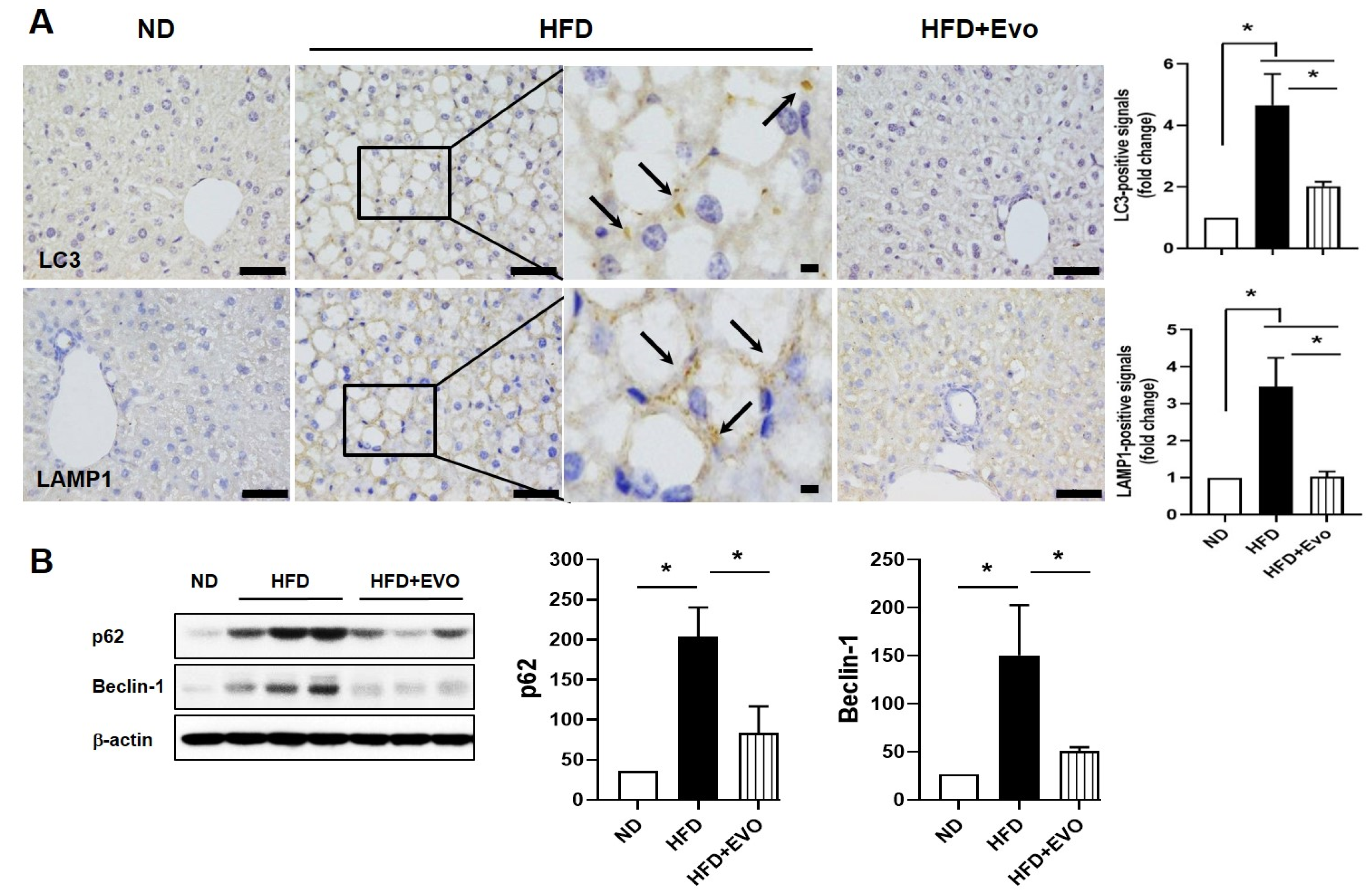 Ijms 21 06743 g004 Ijms 21 06743 g004