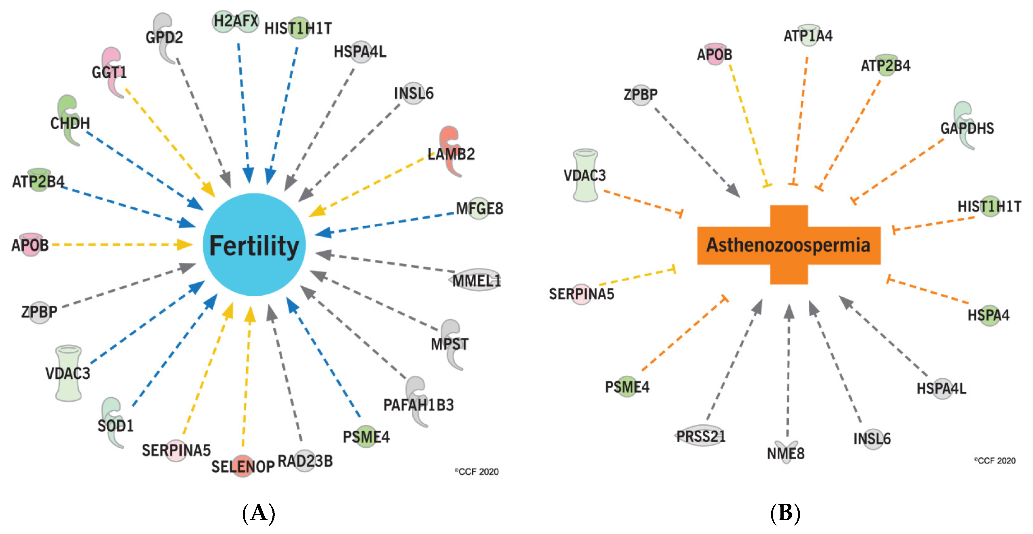 Ijms 21 06754 g005 Ijms 21 06754 g005
