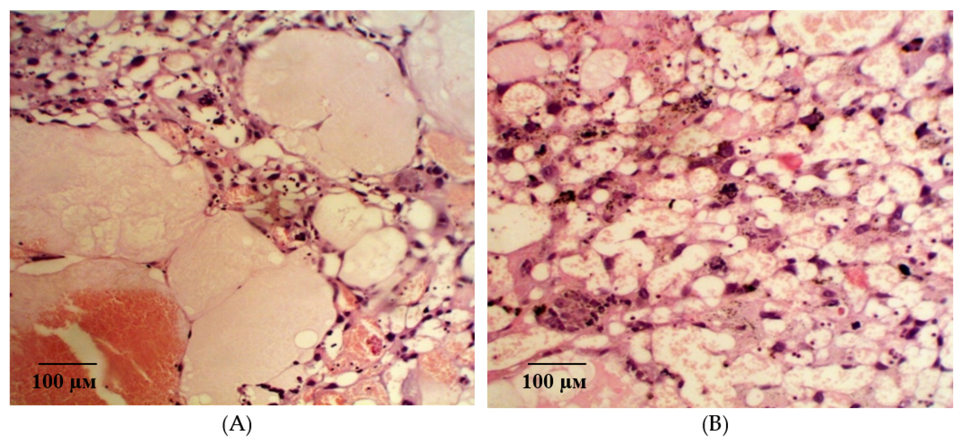 Ijms 21 06759 g007 Ijms 21 06759 g007