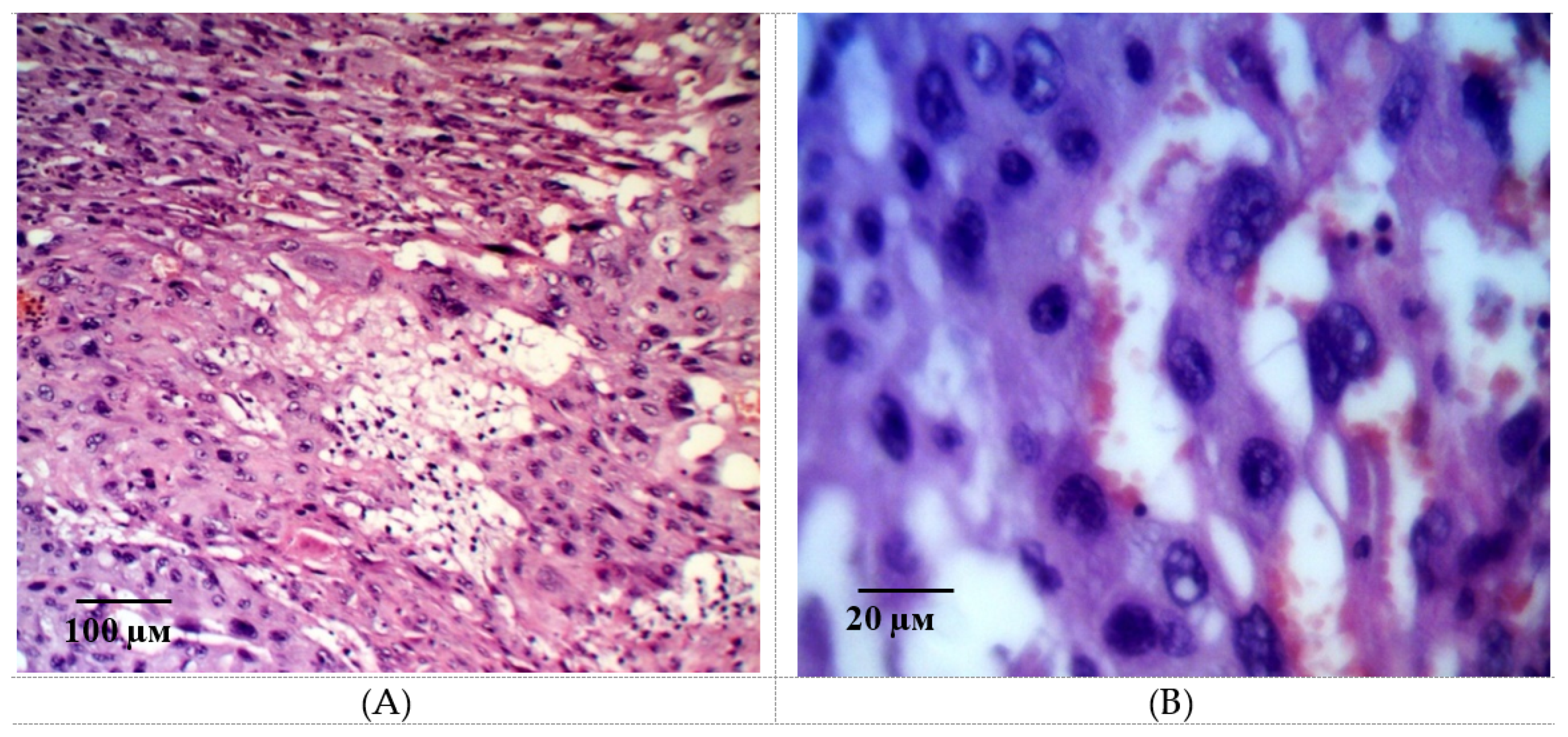 Ijms 21 06759 g009 Ijms 21 06759 g009