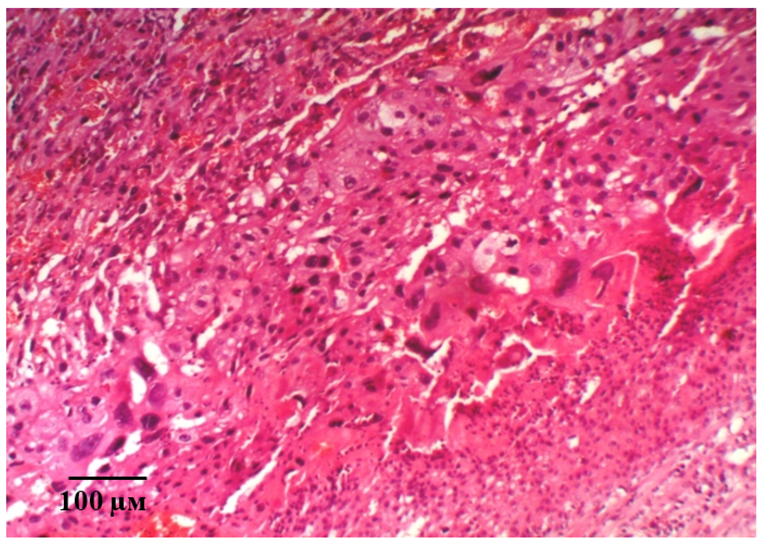 Ijms 21 06759 g010 Ijms 21 06759 g010